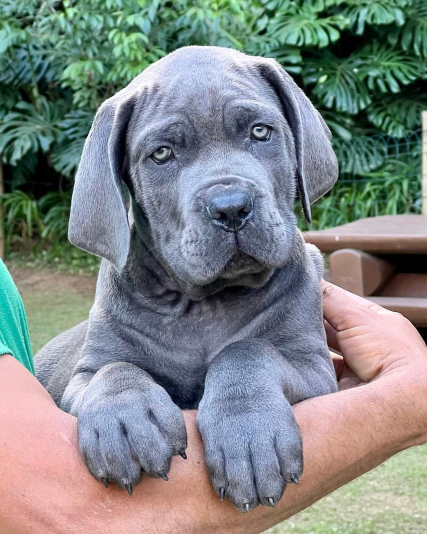 A Cane Corso Puppy in the arms of his owner
