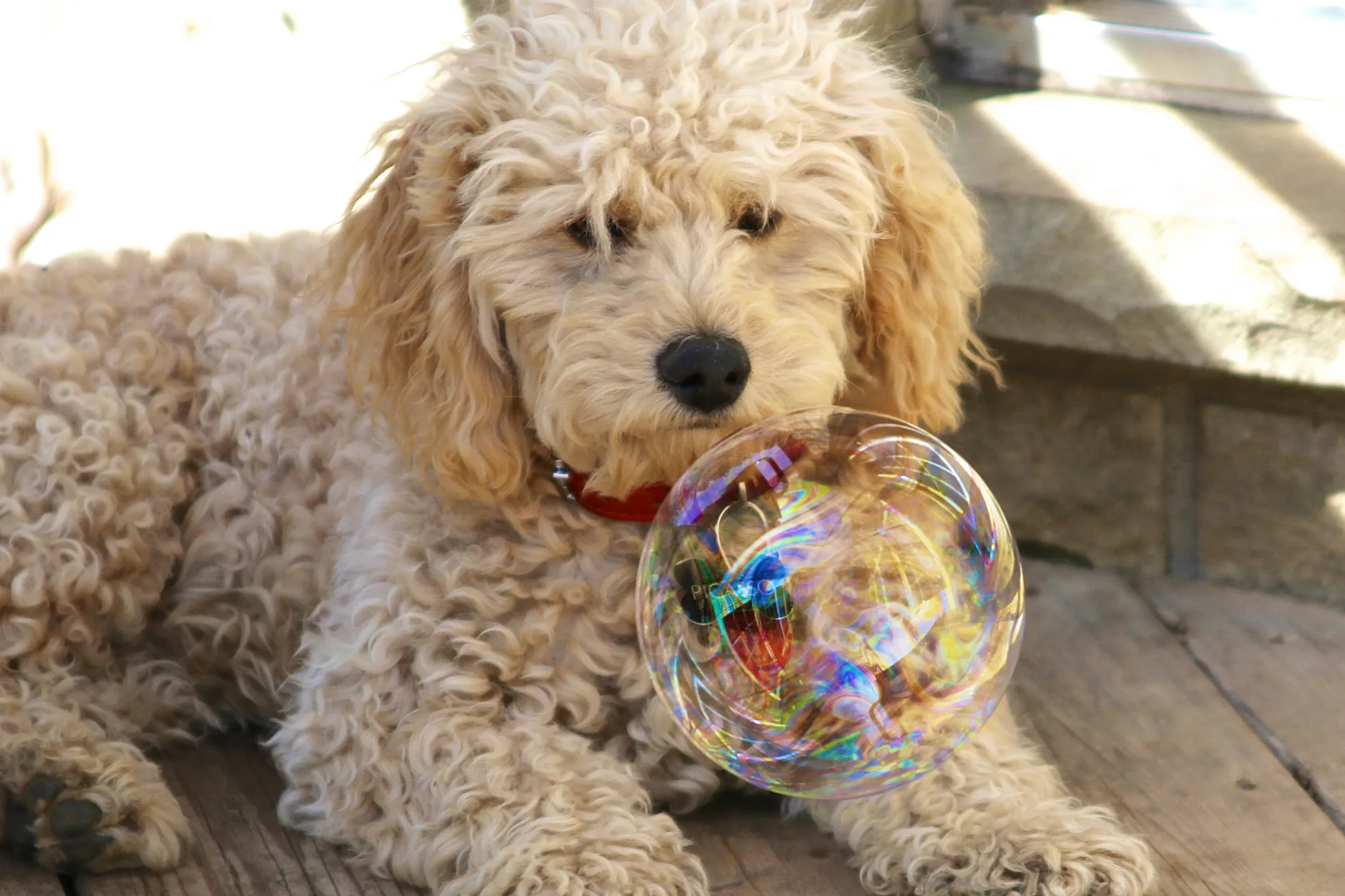 Are Cavapoos Smart Dogs?