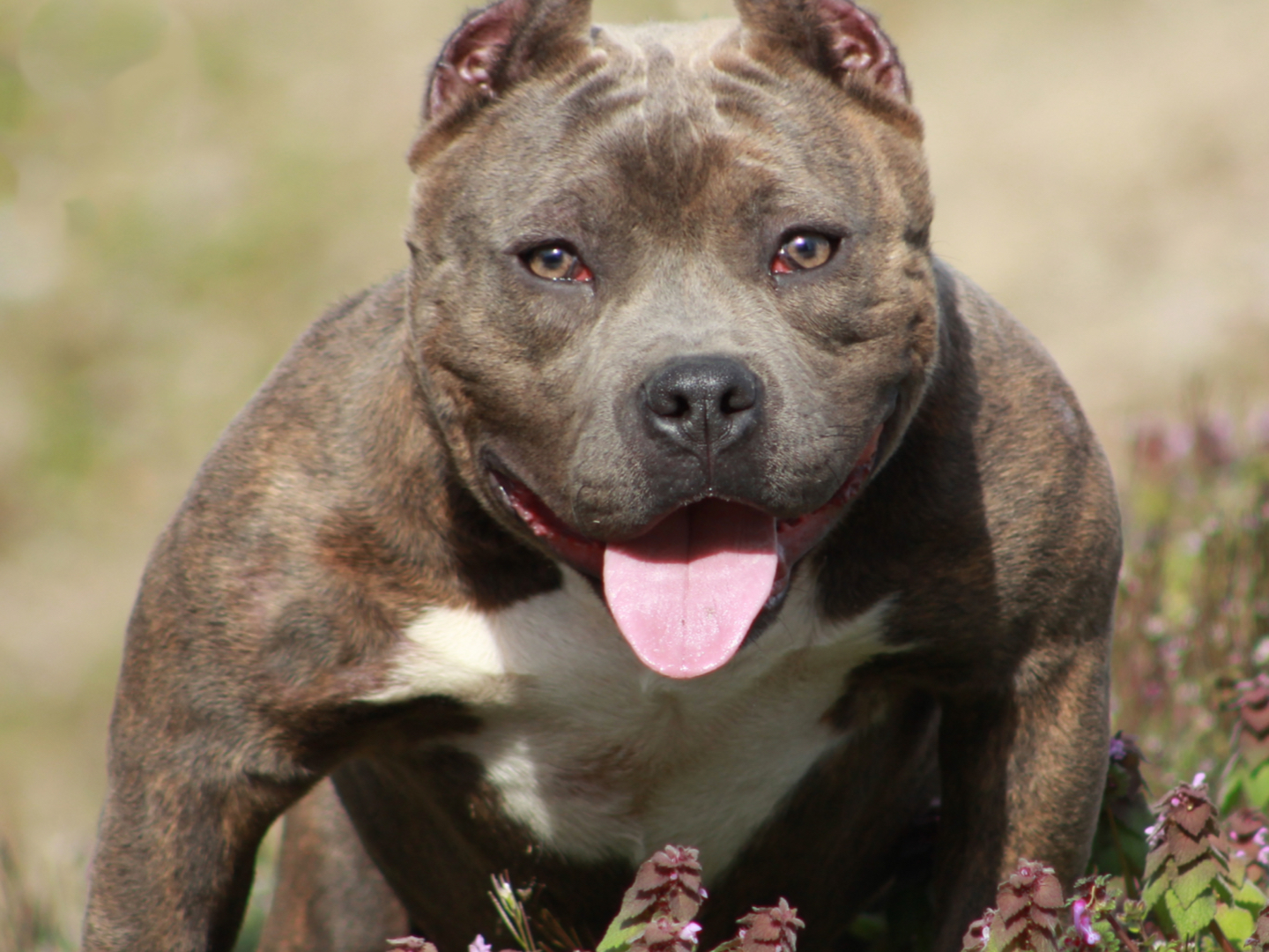Micro Bully and American Bullies: Clarifying the Aggression Myth