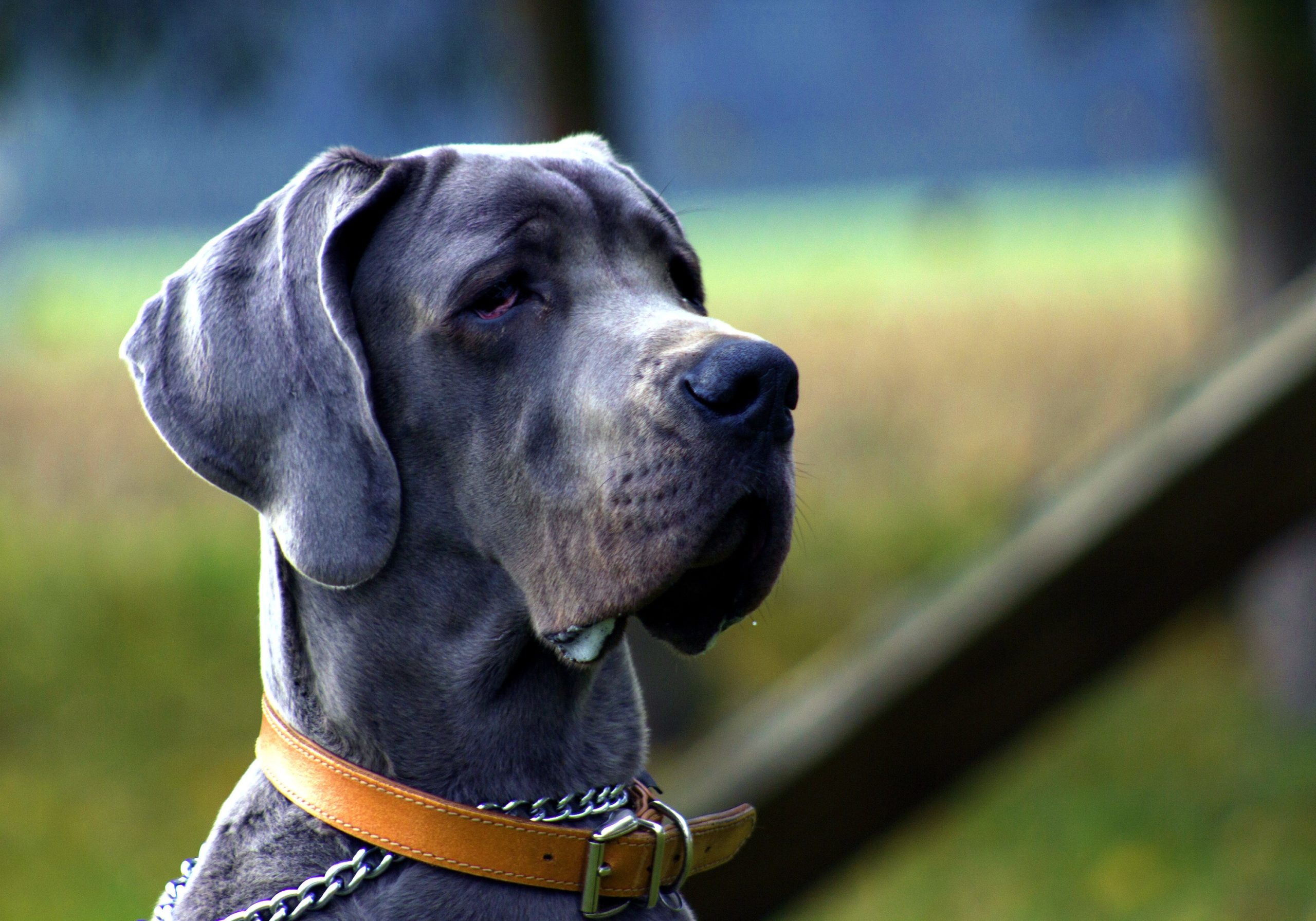 a stunning cane corso posing for a photo while someone wonders How Much Is A Blue Cane Corso