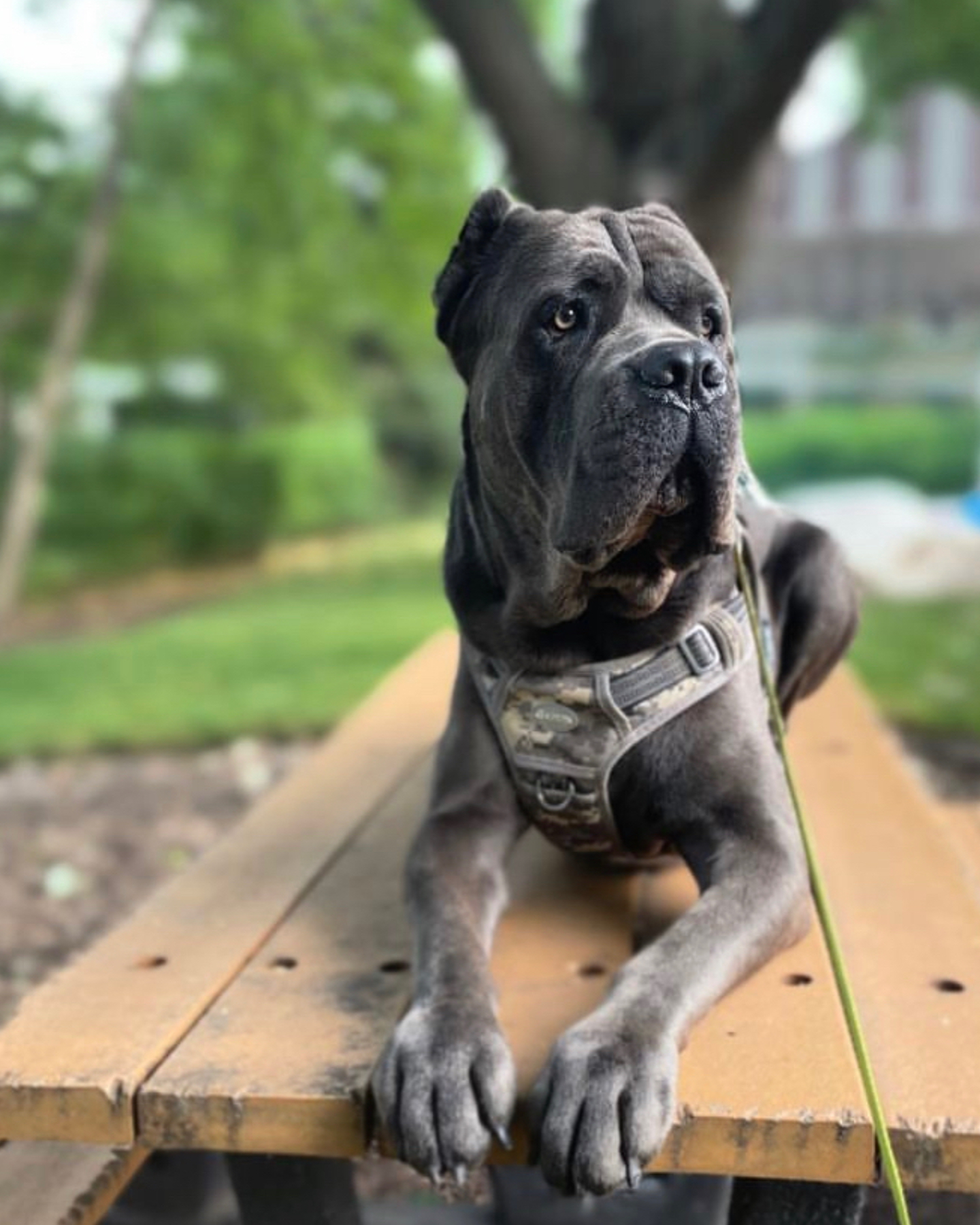 A dog relaxing on his walk while someone wonders how much is a blue cane corso?