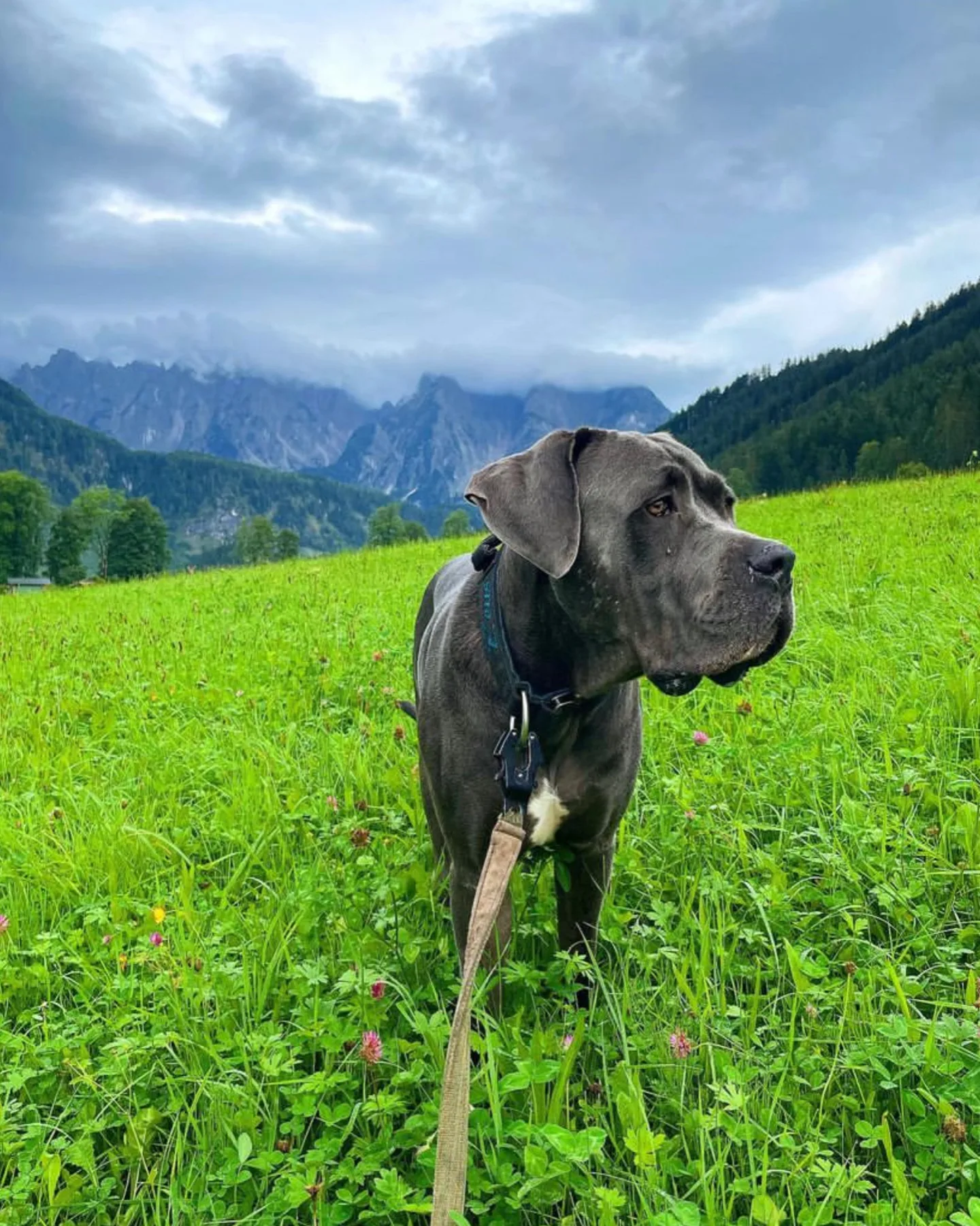 Cane Corso dog on a walk with his owner