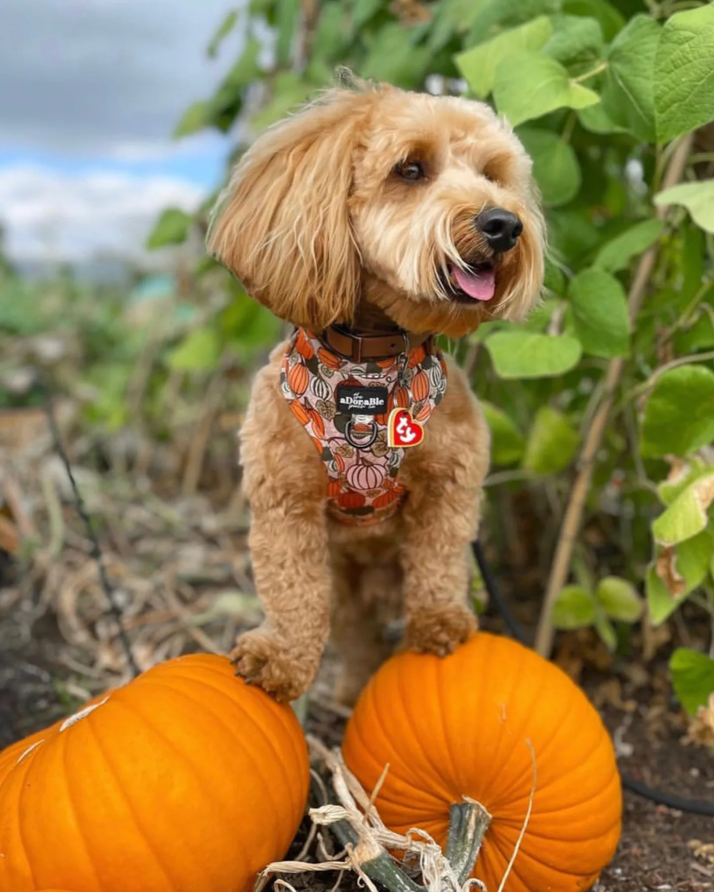 A Cavapoo dog and two pumpkins 