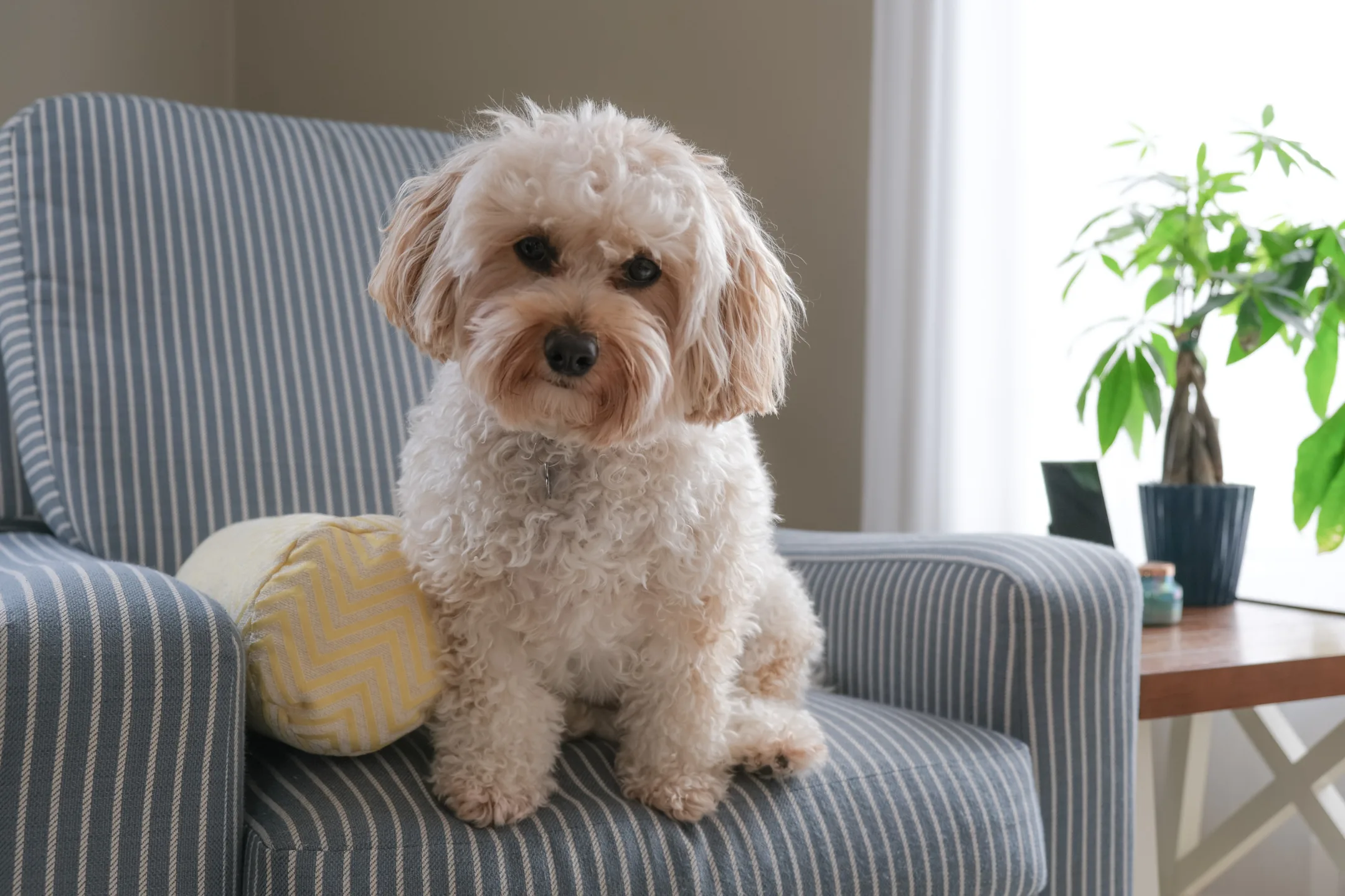 Are Cavapoos High Maintenance?