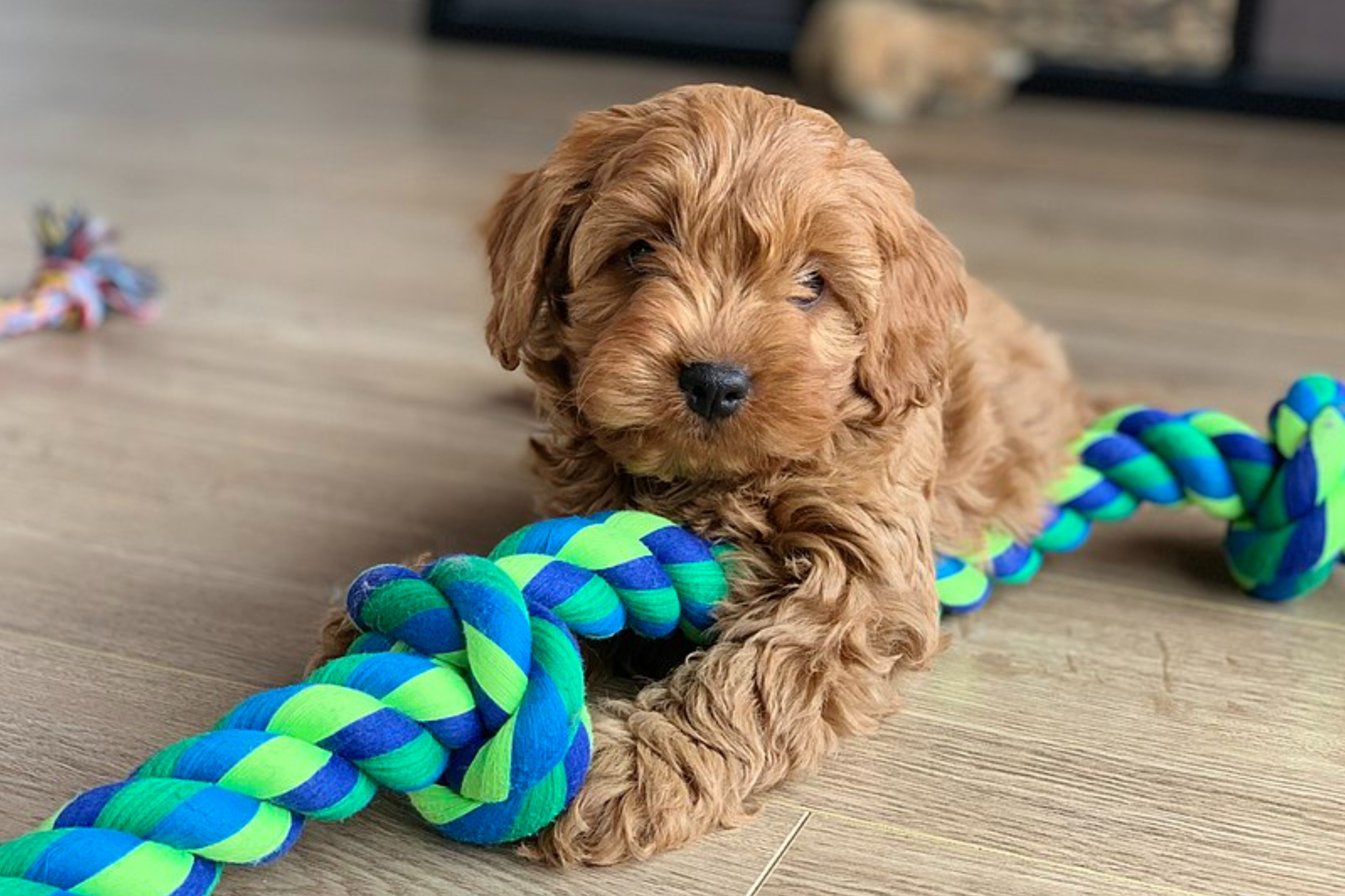 a cavapoo puppy on the floor playing with a toy while his owner wonders about the reasons why you shouldn't get a cavapoo puppy