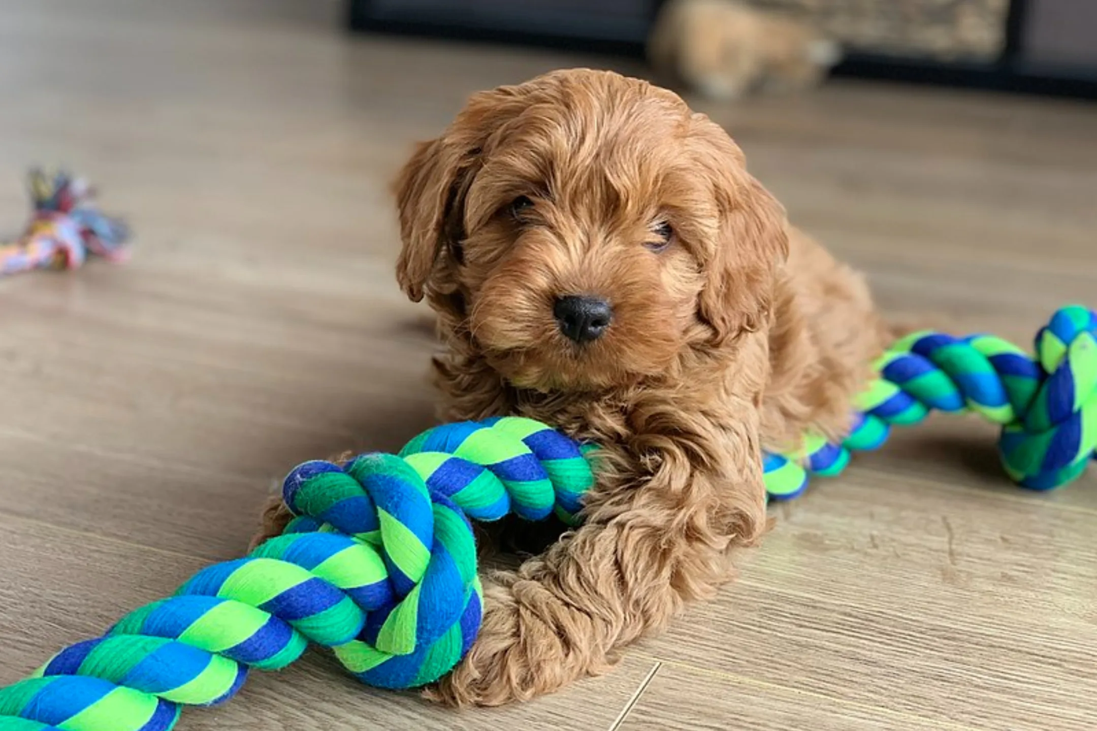 a cavapoo puppy on the floor playing with a toy while his owner wonders about the reasons why you shouldn't get a cavapoo puppy