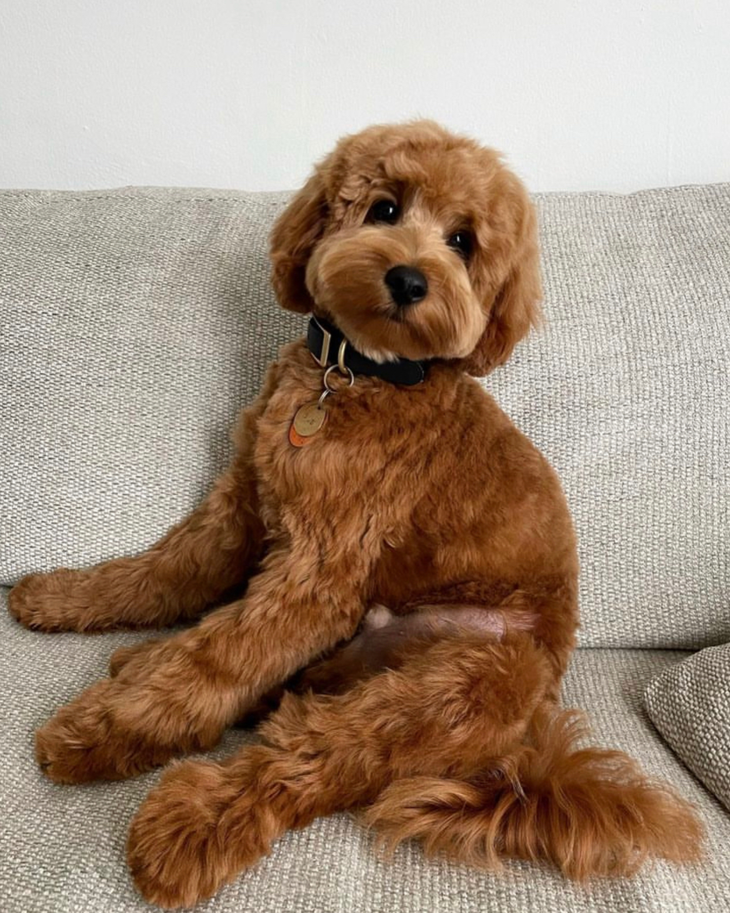 A teddy bear dog laying on a couch