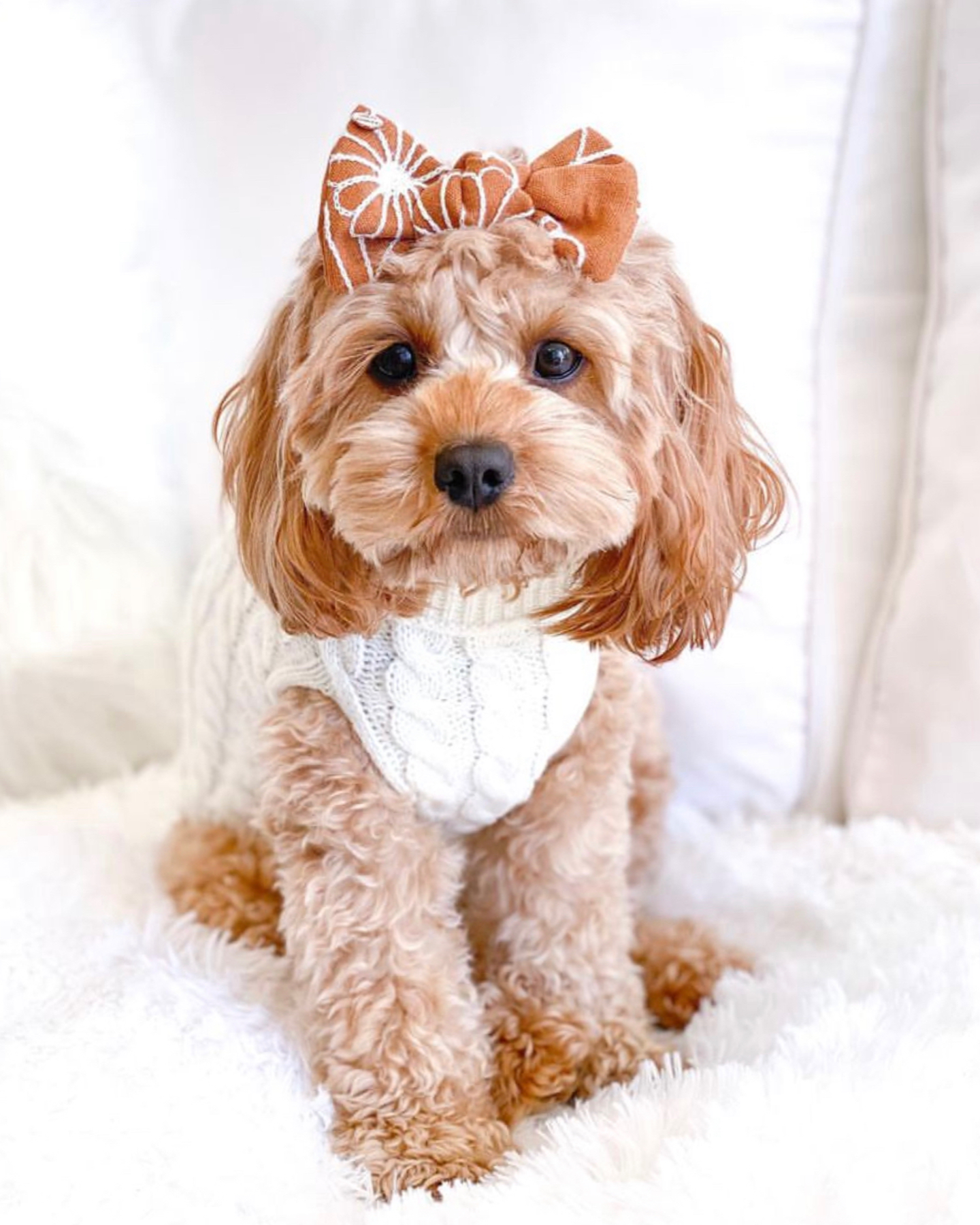 An adorable Cavoodle sitting while someone wonders why you shouldn’t get a cavapoo puppy
