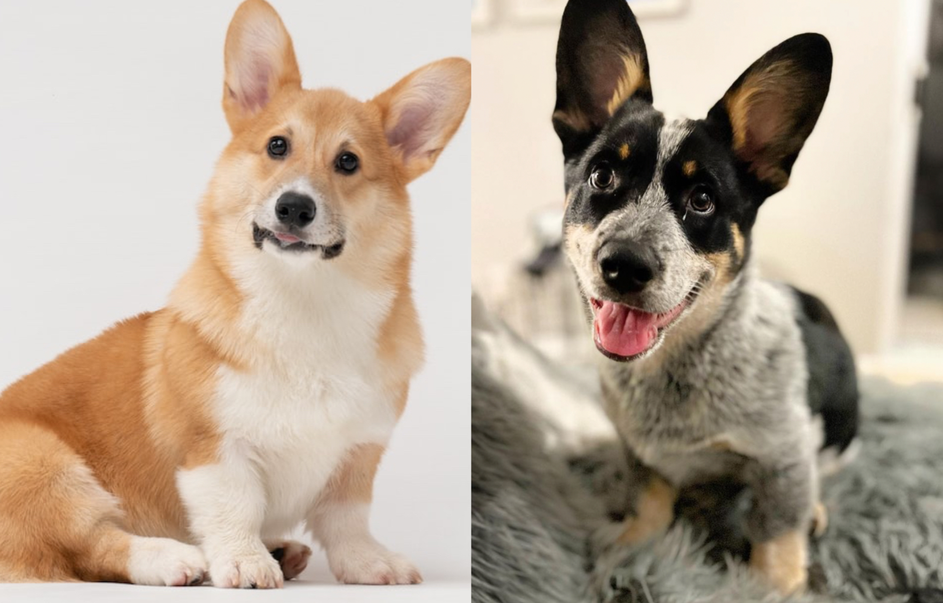 What Is The Difference Between A Corgi And A Cowboy Corgi?
