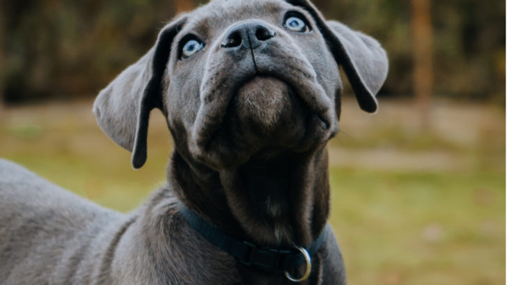 An adorable blue cane corso looking up while someone wonders Are Cane Corsos Good Family Dogs?