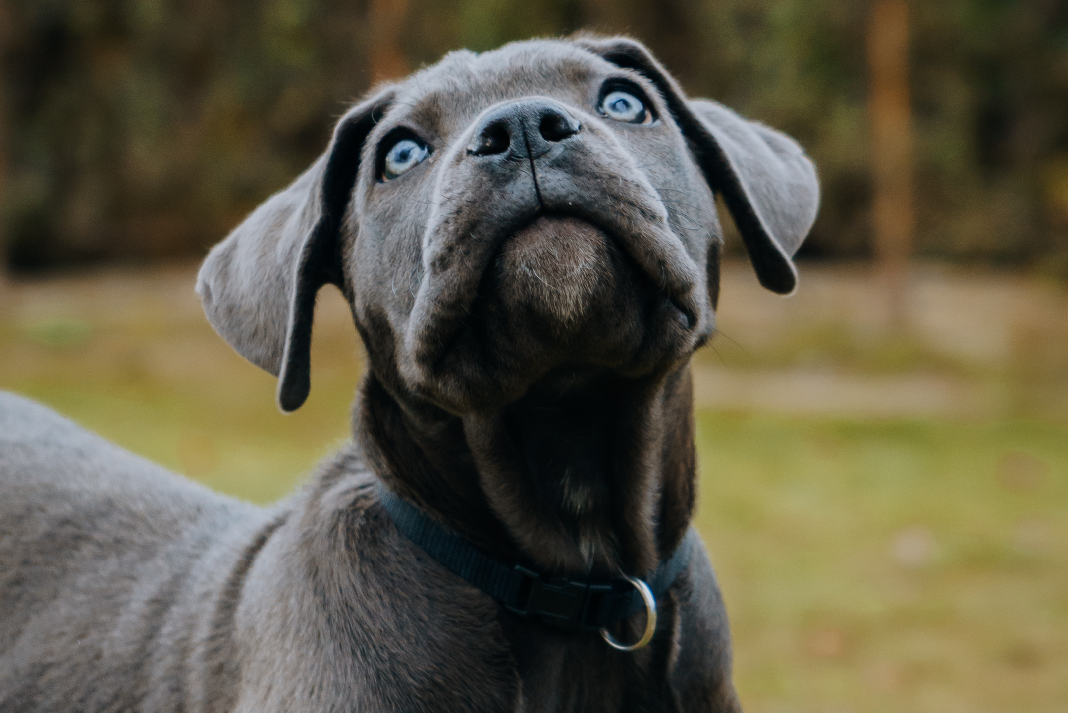 An adorable blue cane corso looking up while someone wonders Are Cane Corsos Good Family Dogs?