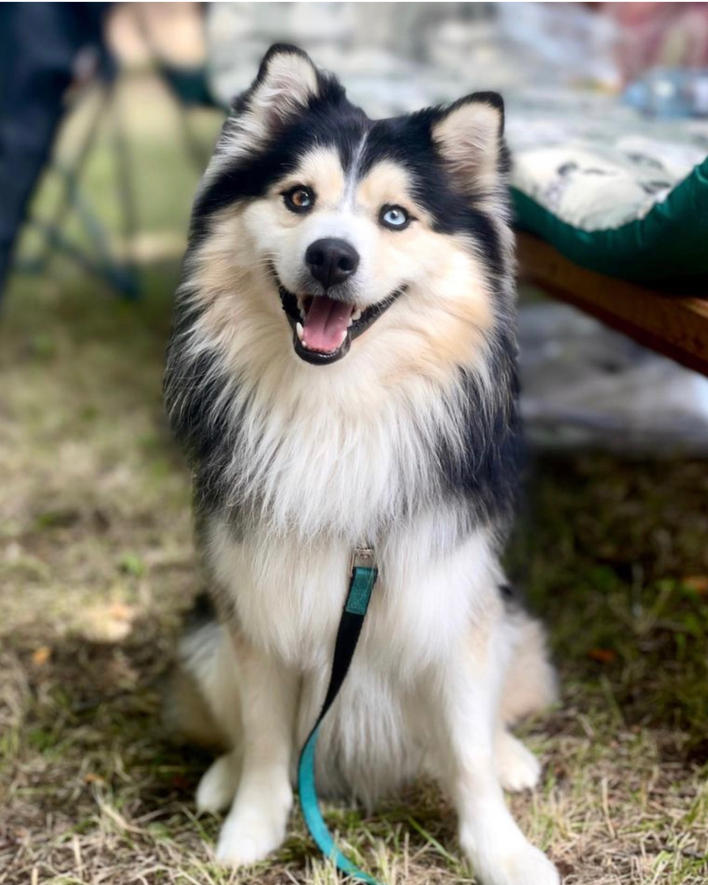 An adorable Pomsky dog smiling at the camera 
