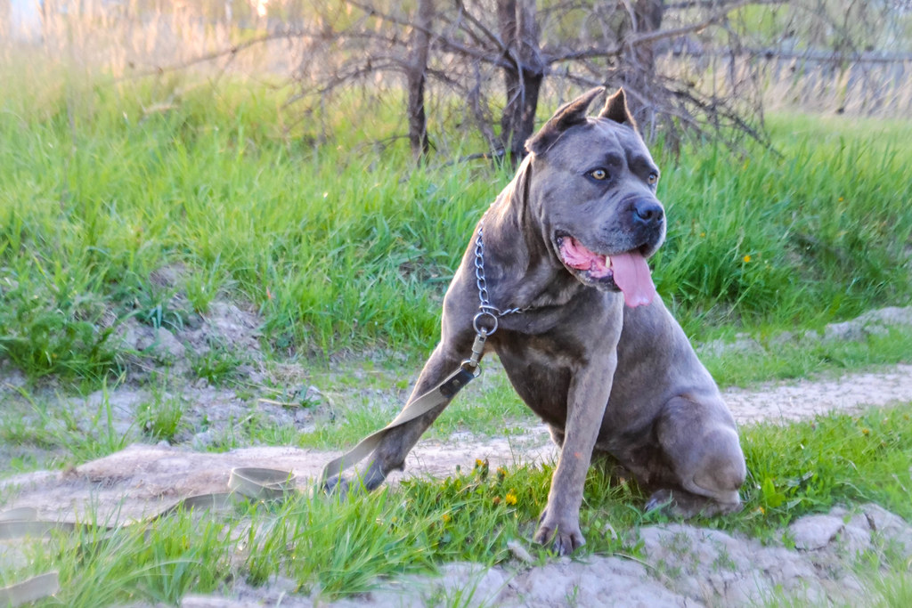 a beautiful dog enjoying his time in nature, while his owner wonders: How Long Do Blue Cane Corsos Live?