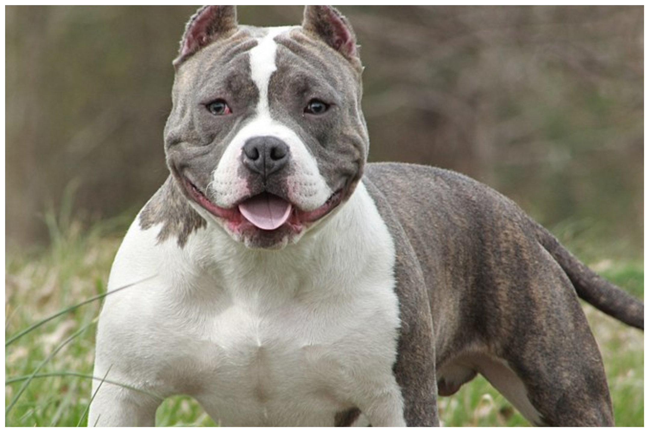 How Much Is A Micro Bully Worth? Pricing Guide & Value Factors