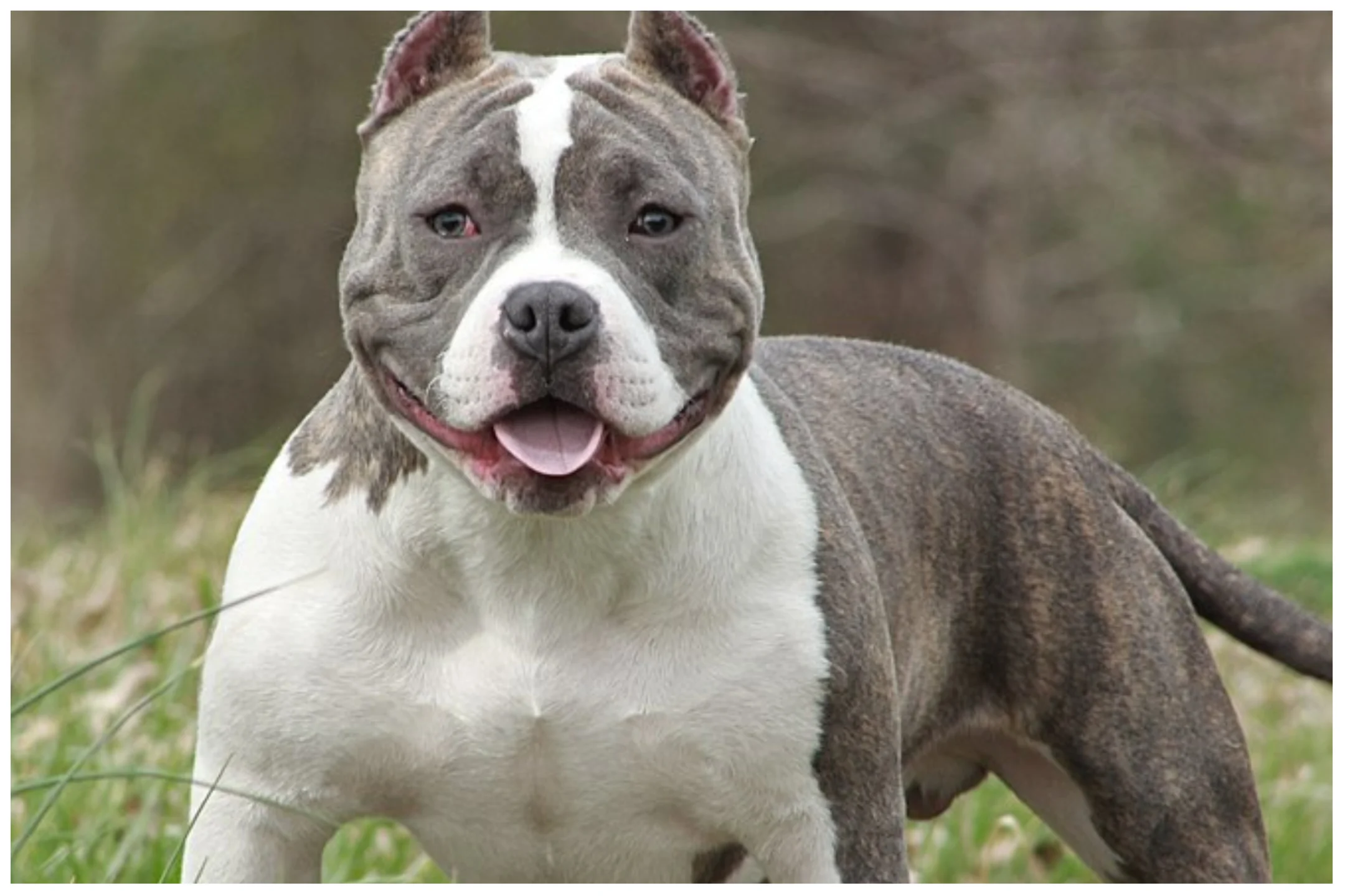 How Much Is A Micro Bully Worth? 2025 Pricing & Value