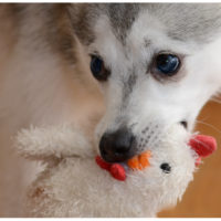 An adorable Pomsky chewing on a toy while his owner wonders Is The Pomsky A Good Pet