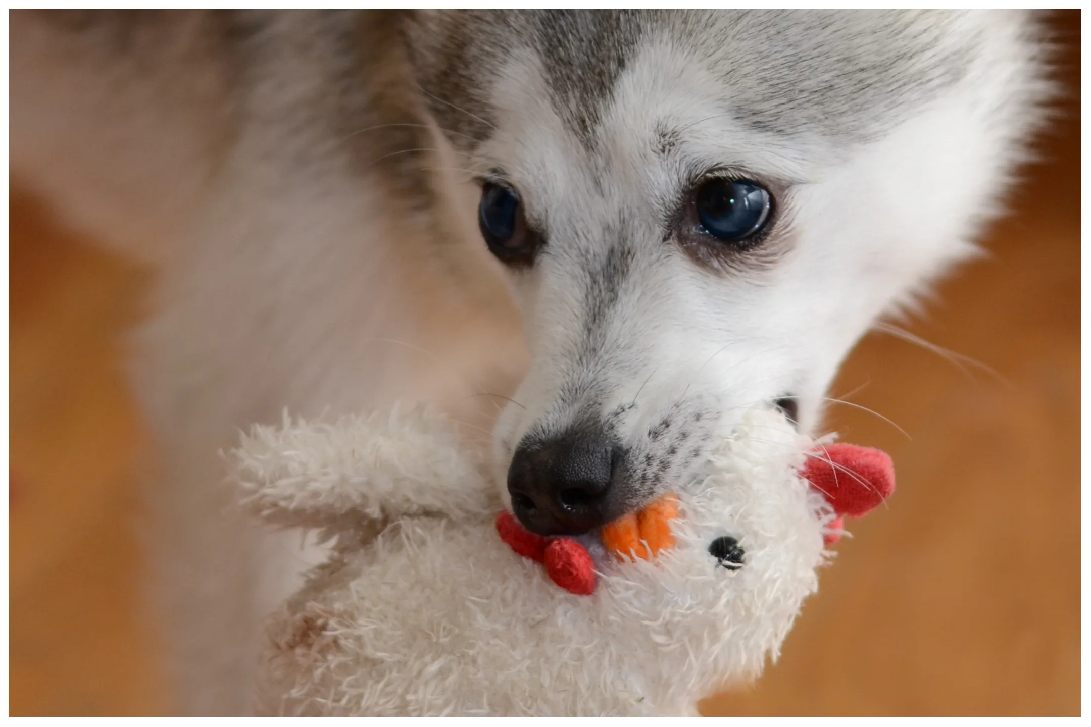 Is The Pomsky A Good Pet For Your Family?