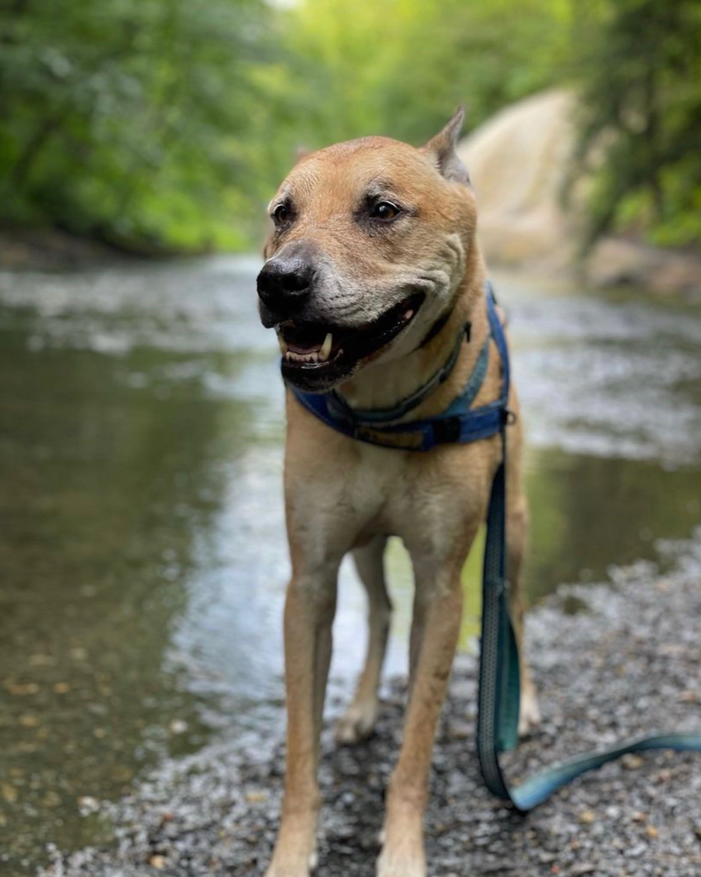 A Carolina dog named Kao enjoying his time in nature with his owners