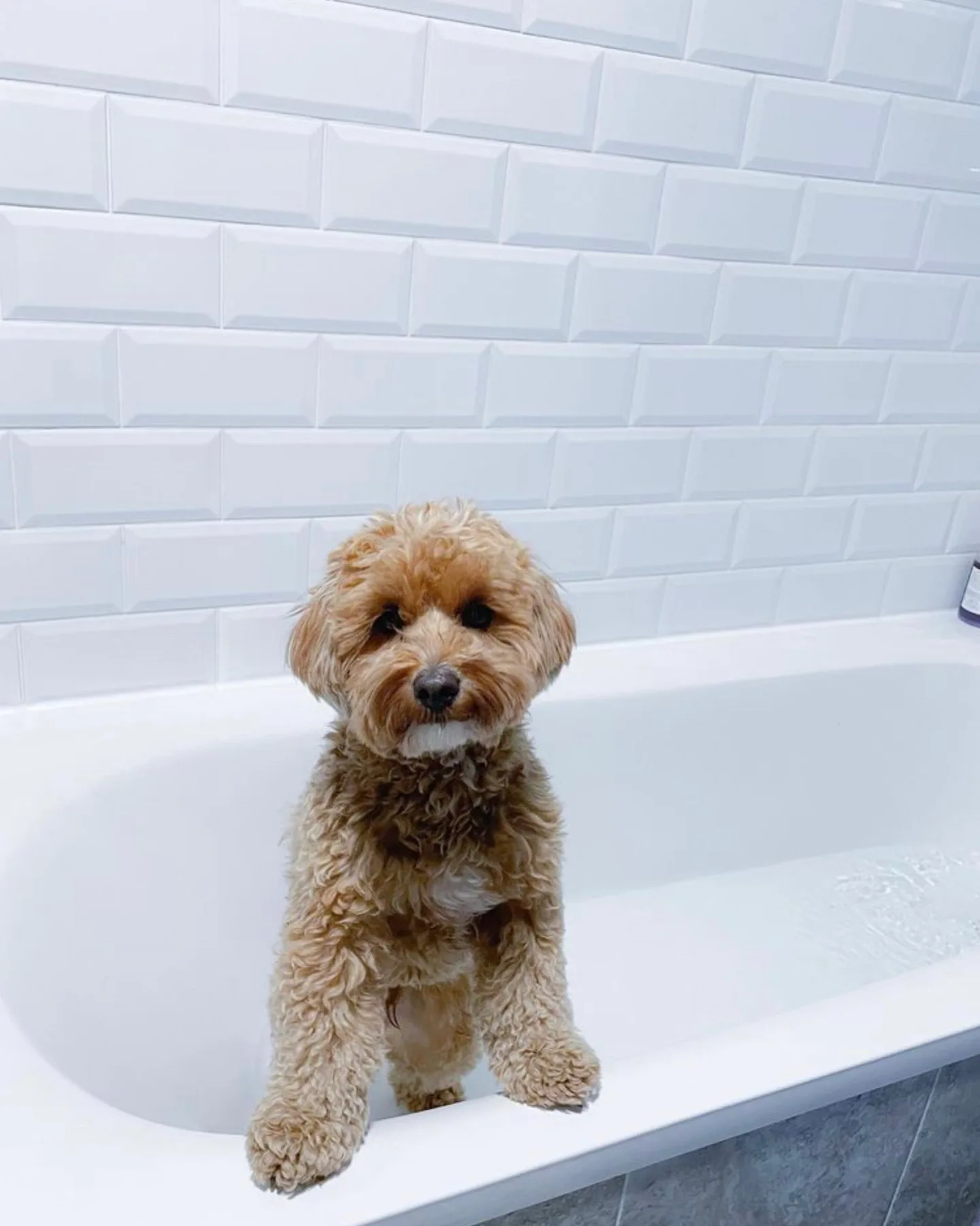 A Maltipoo in a bathtub with his owner wondering Are Maltipoos High Maintenance