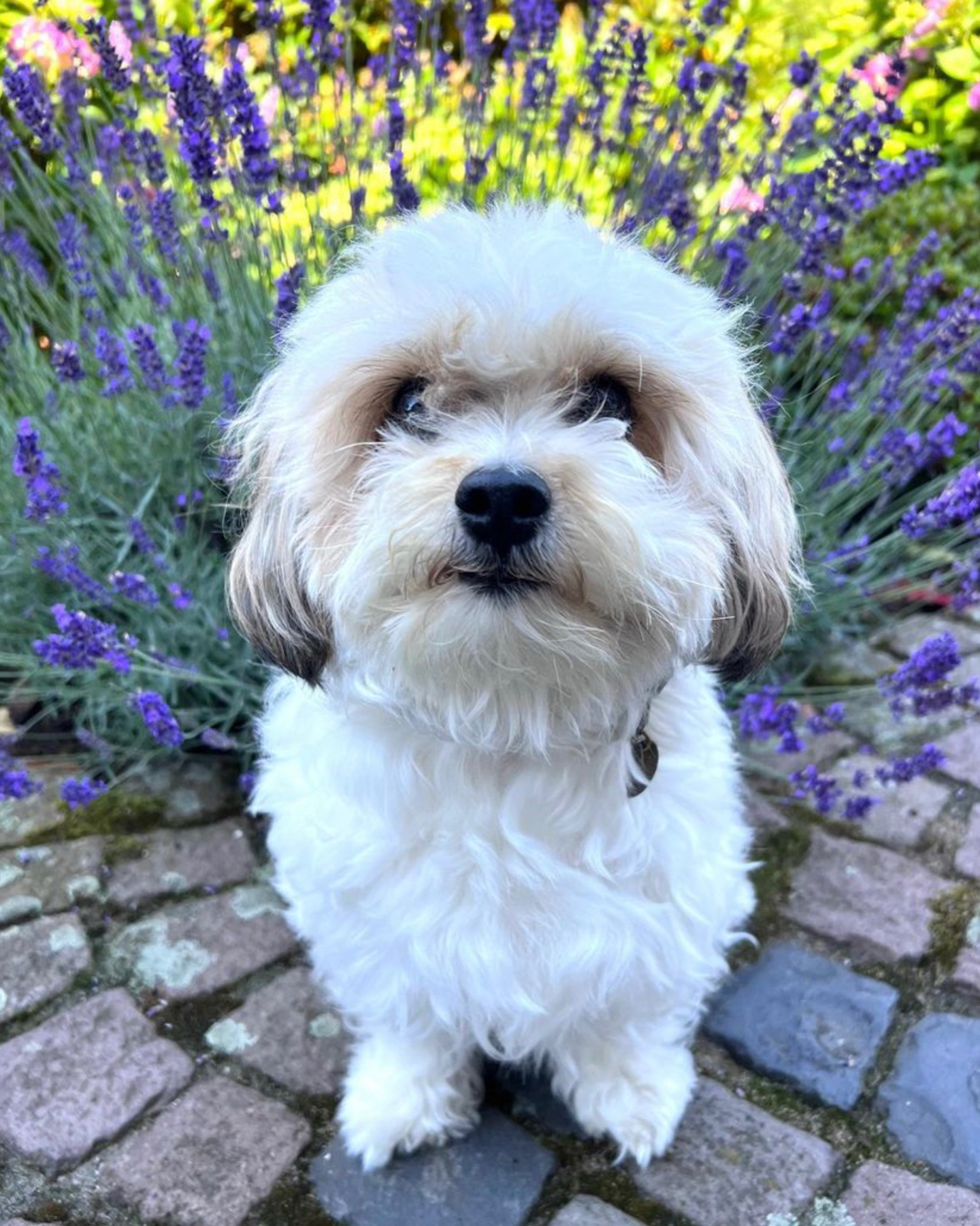 A Maltipoo with gray ears in his owner’s garden