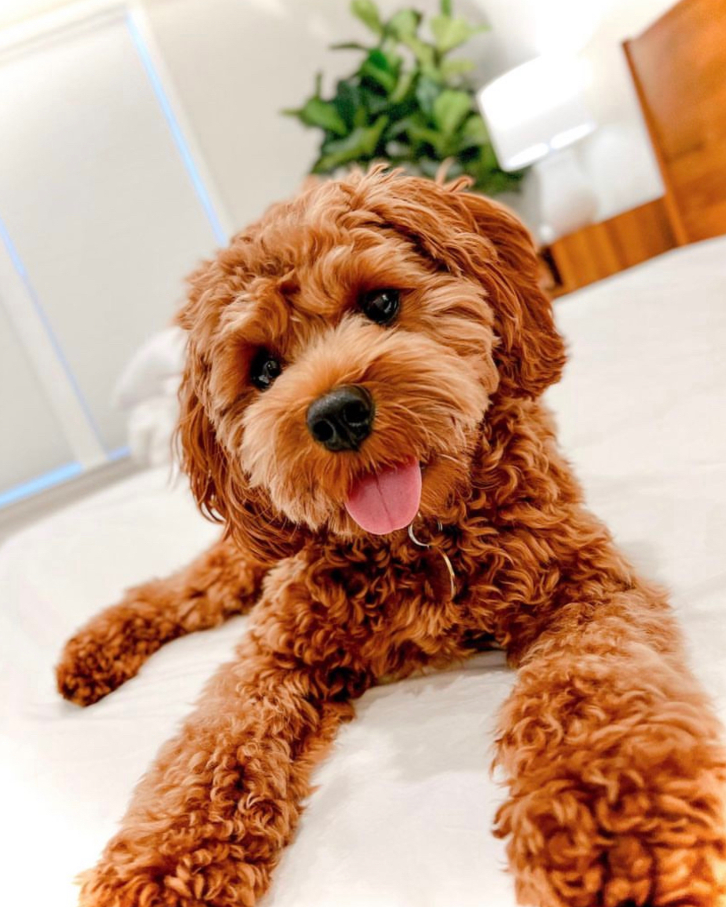 A red Cavapoo sitting on the floor