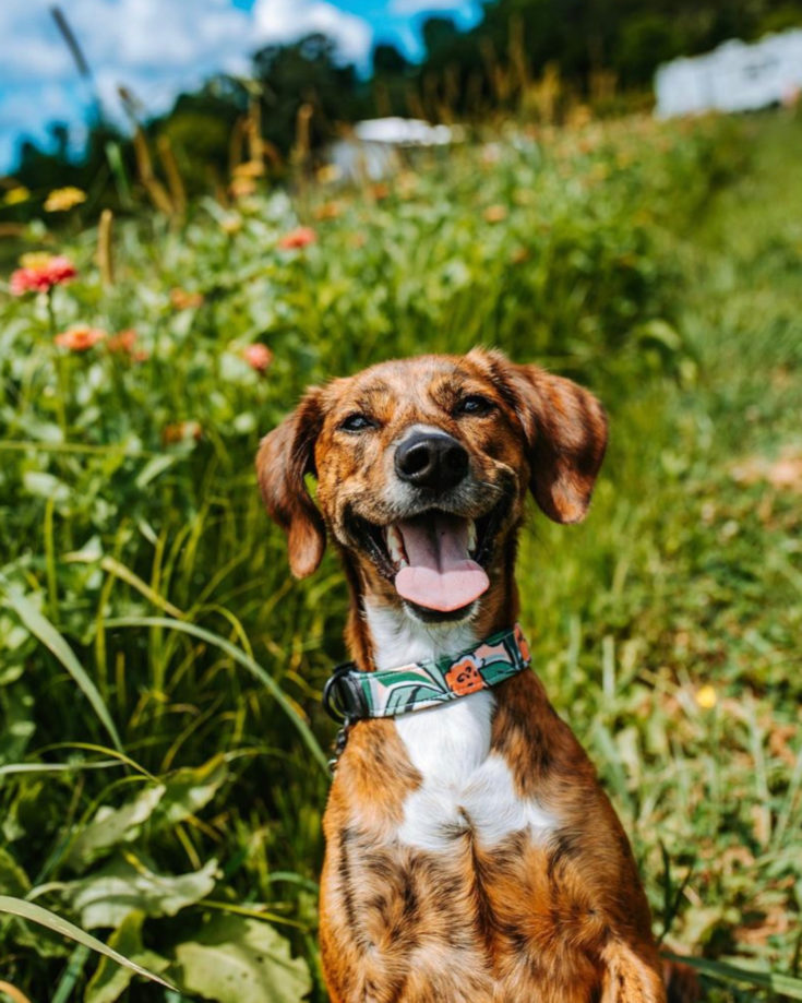 Mountain Cur: The Pioneer's Dog