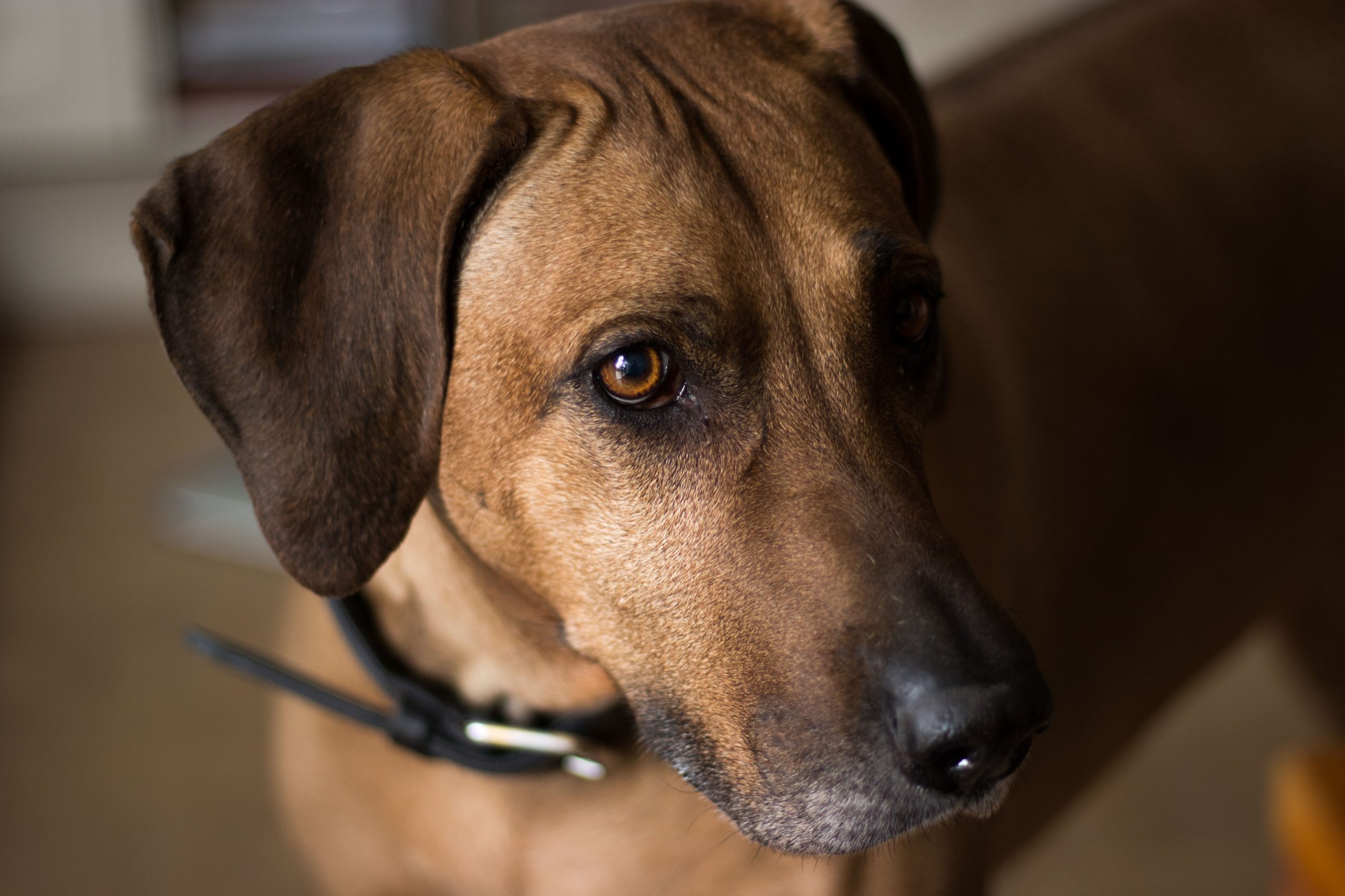 Mountain Cur: The Pioneer’s Dog