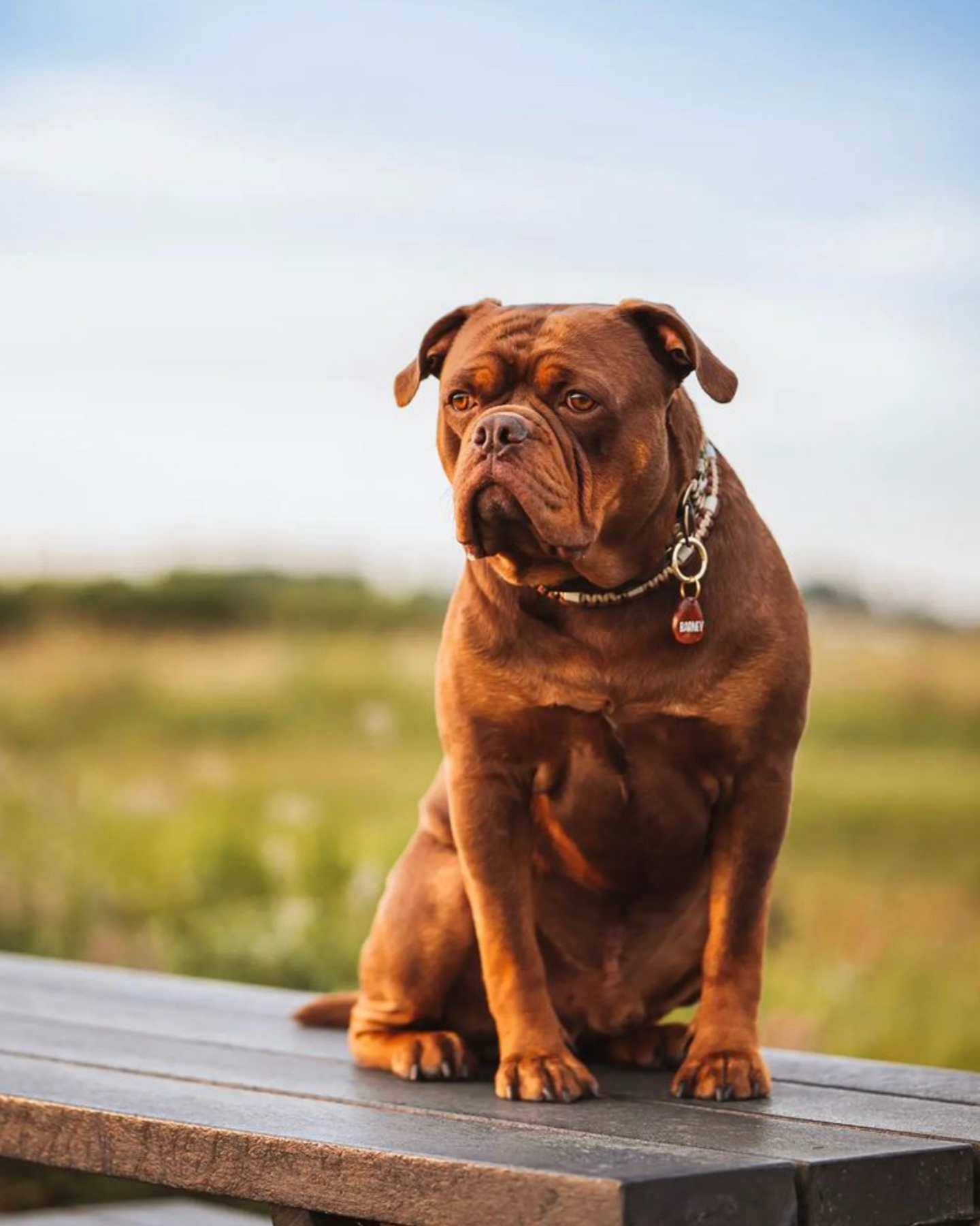 An Olde English Bulldogge enjoying his time in nature with his owners