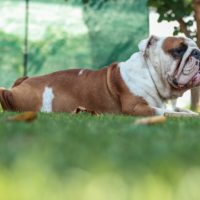 An Olde English Bulldogge dog laying on the grass in a garden