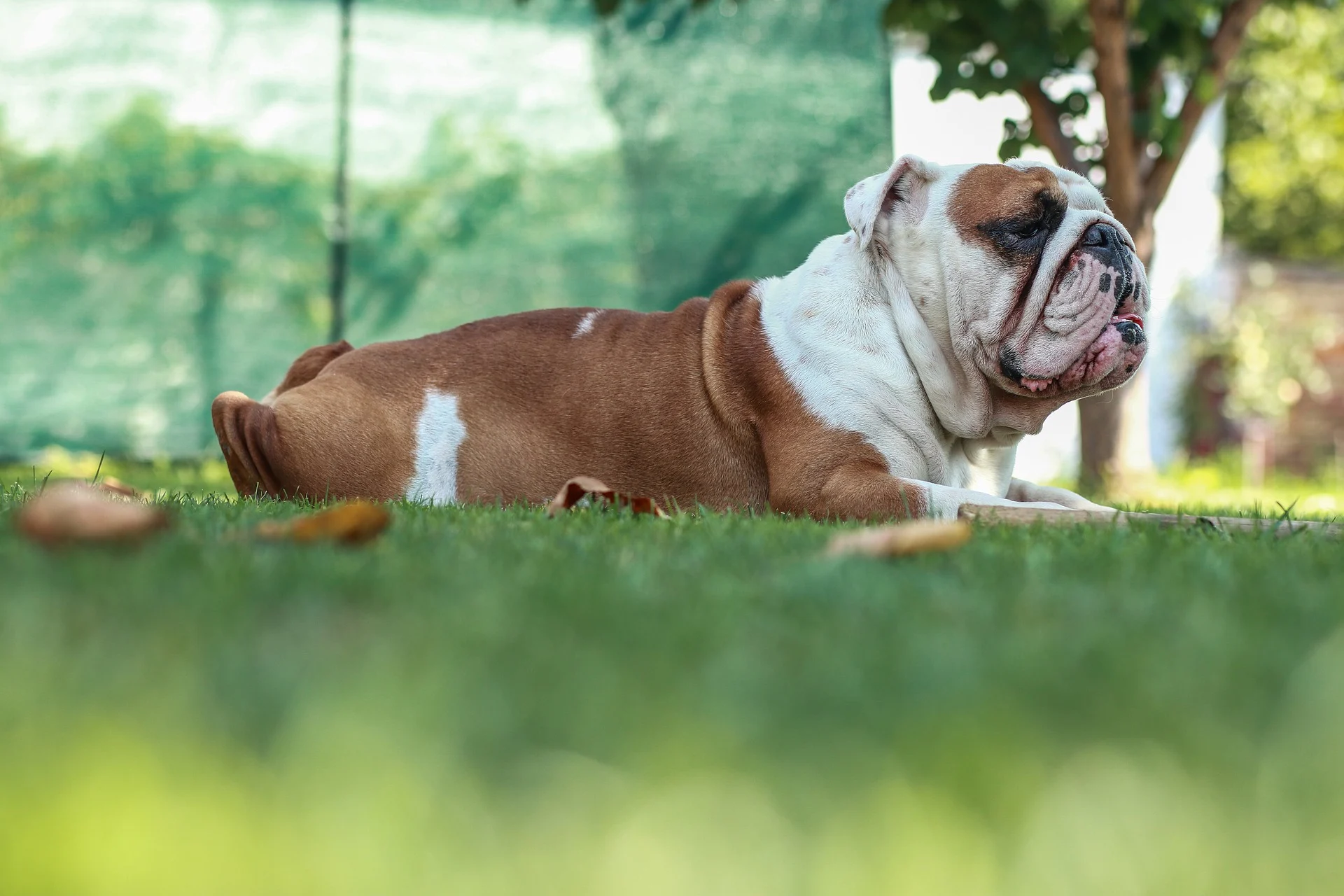 Olde English Bulldogge: The Superior Bulldog