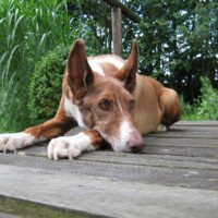 A tired Podenco Canario laying on the floor in his owner's garden