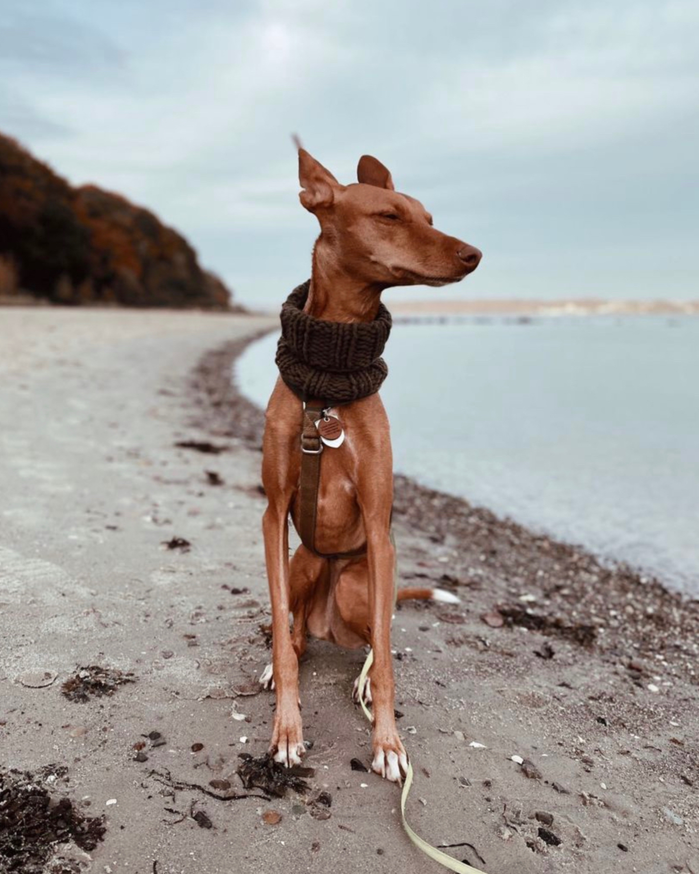 A Podenco Canario dog on a beach walk with his owner
