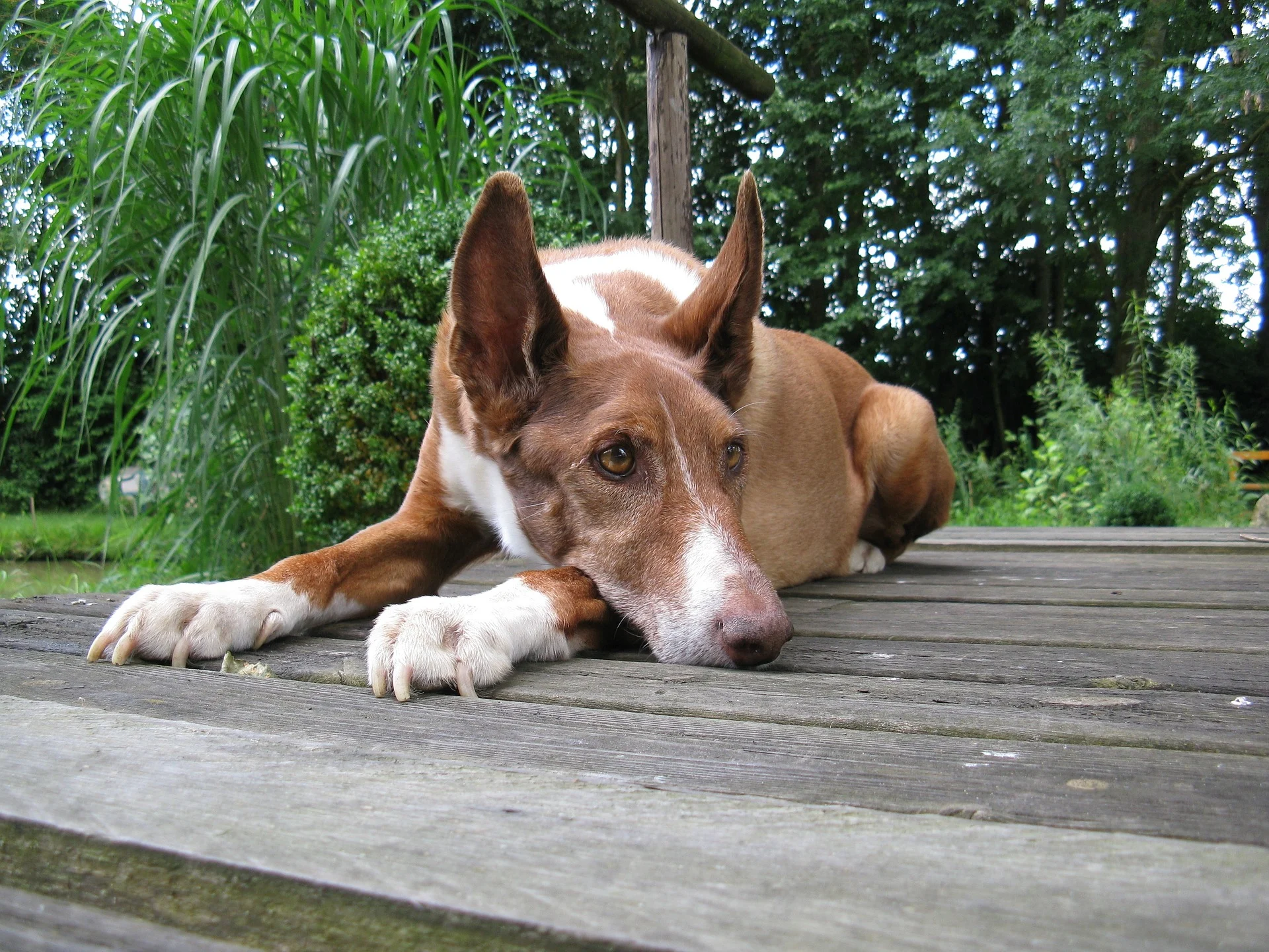 what color are podenco valenciano dogs