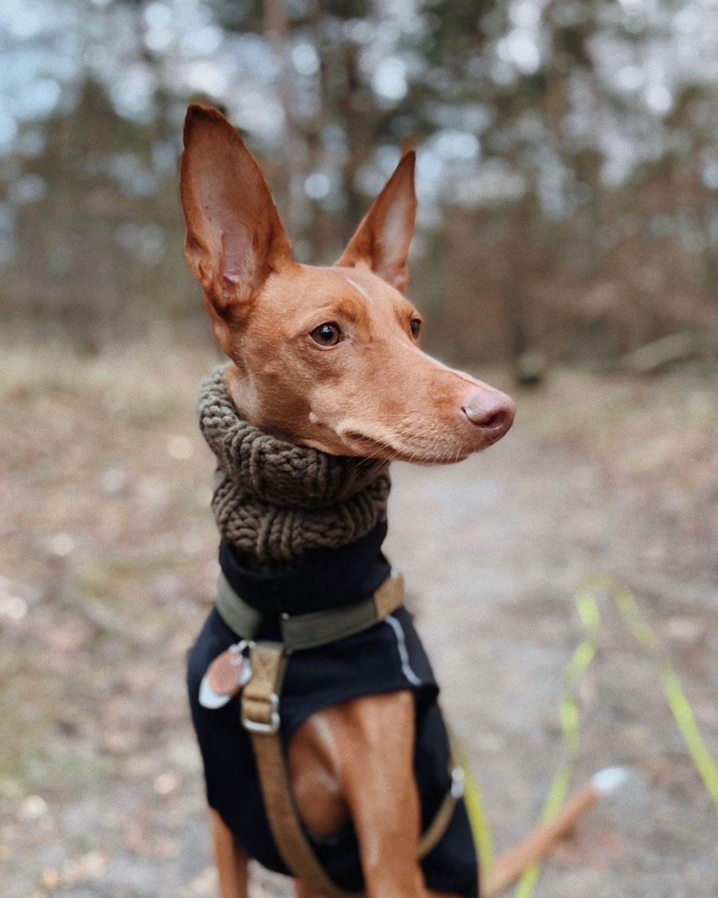 An adorable dog on a walk wearing a sweater 