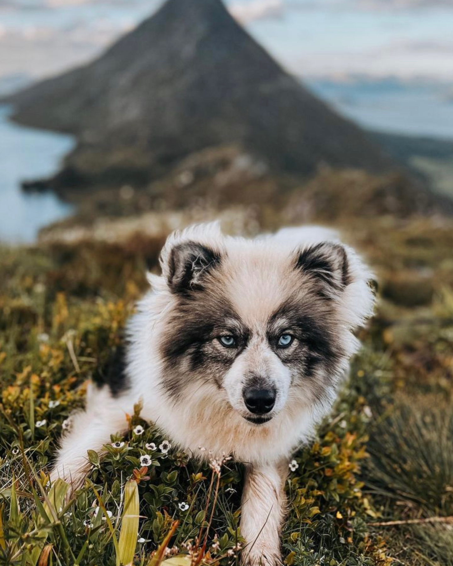 A Pomsky dog in nature with his owner