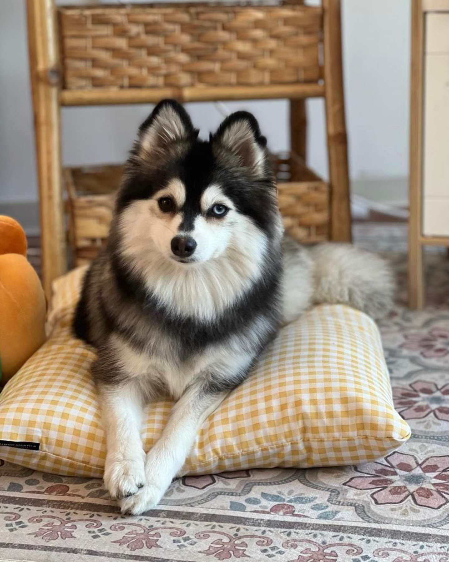 An adorable dog sitting on a pillow