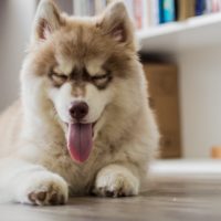 An adorable dog smiling at the camera while his owner wonders: How big does a Pomsky get