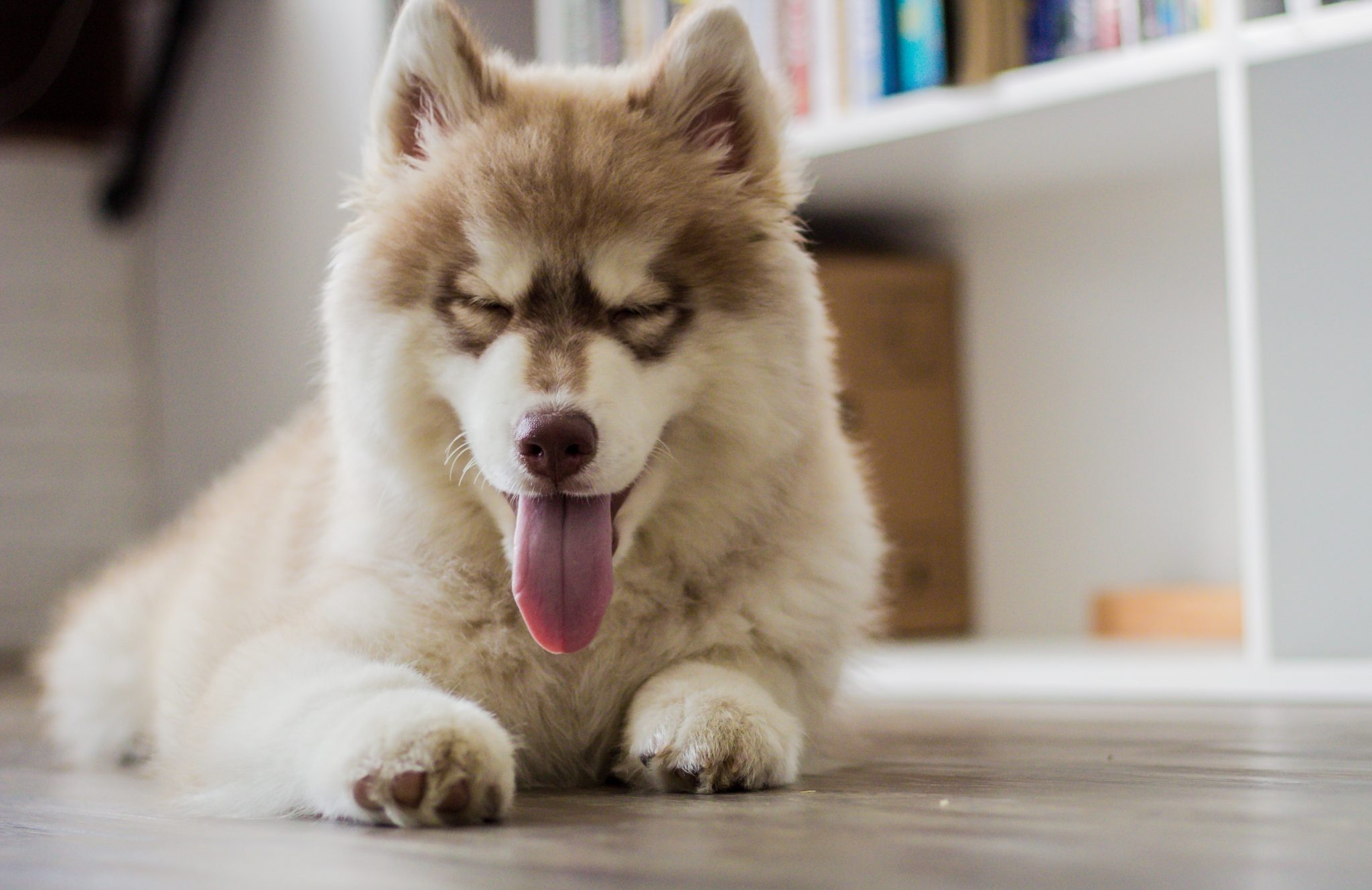 How Big Does A Pomsky Get Pomsky Size Chart