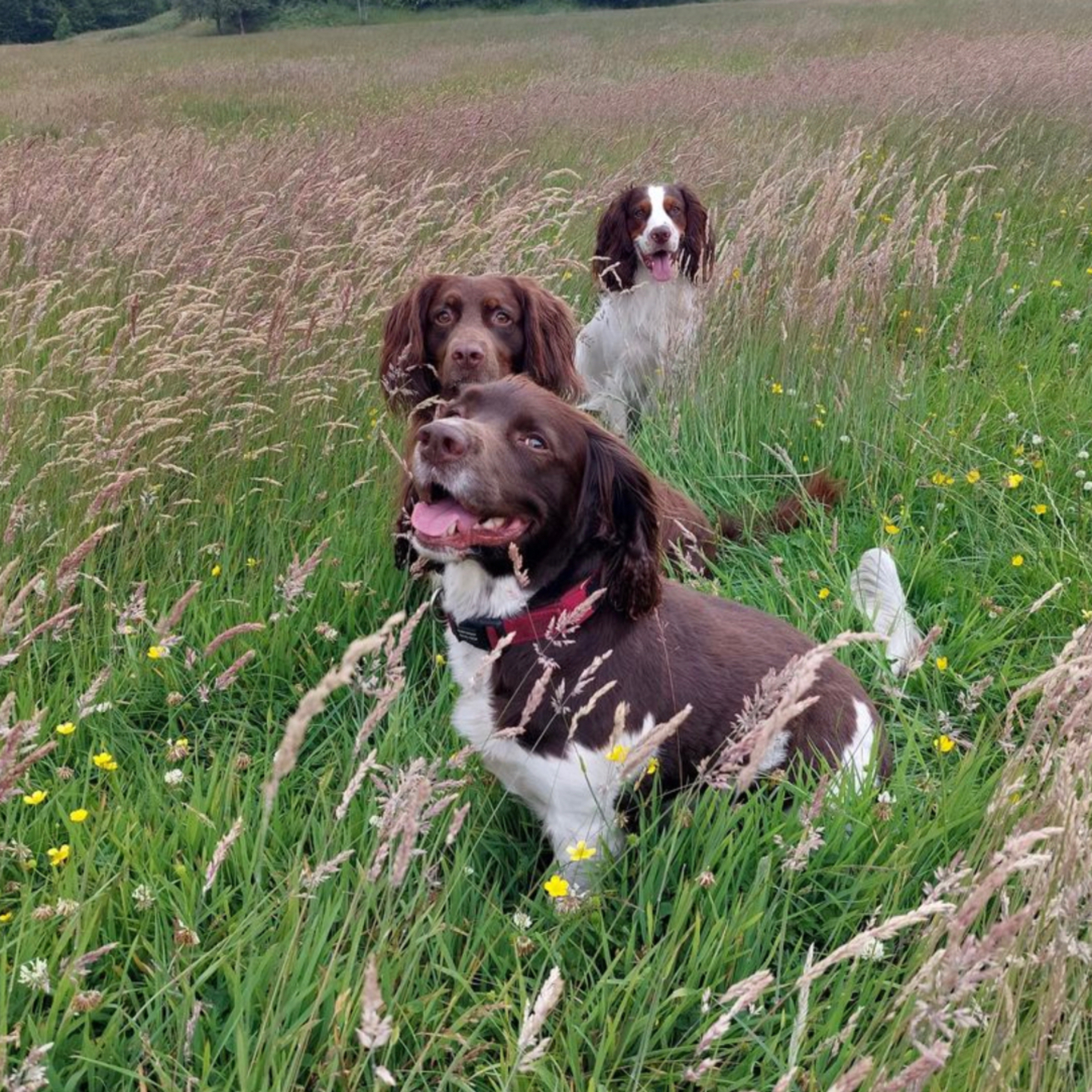 Three dogs enjoining their time in the field