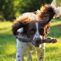 The springer spaniel is an adorable dog breed that is known for its hunting abilities