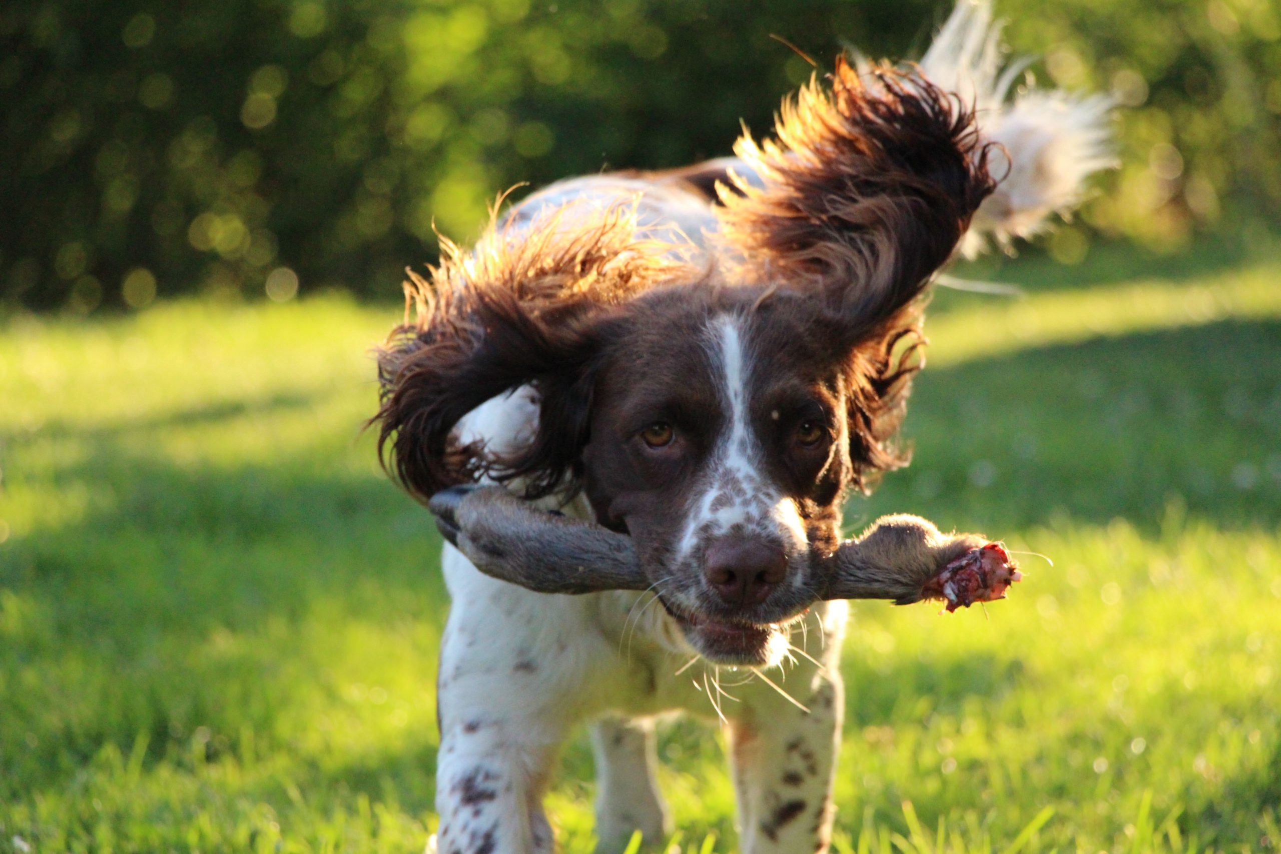 Springer Spaniel (English): All You Have To Know