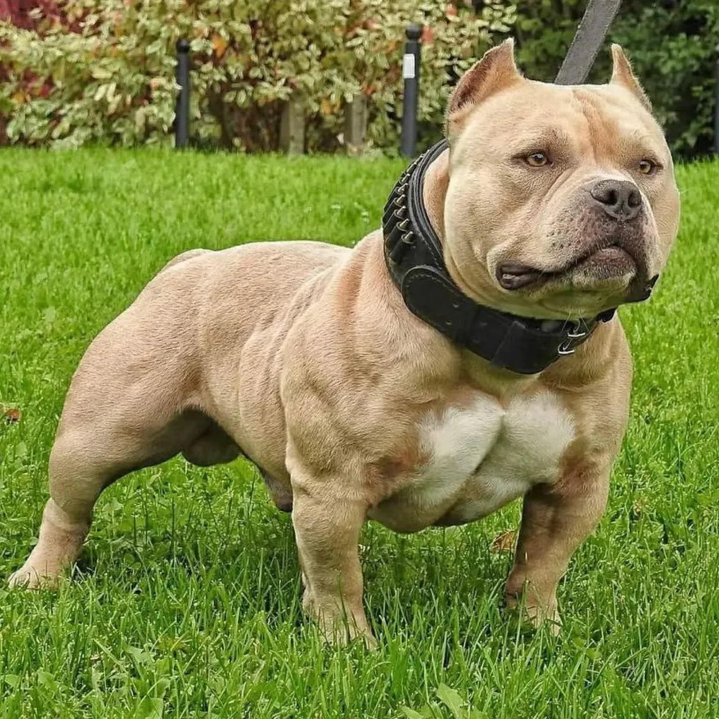 A tan dog in the park on the grass while his owner wonders Are Micro Bullies Aggressive