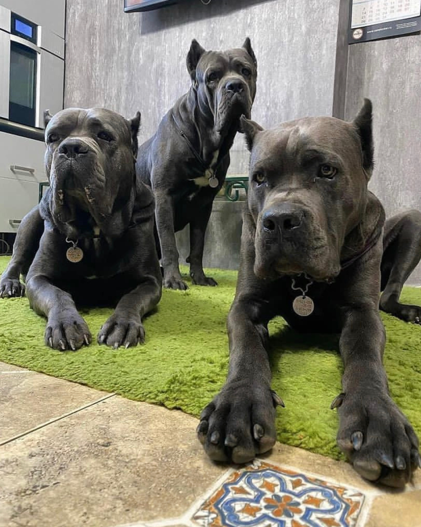 Three Cane Corsos laying around while their owners wonders: Are Cane Corsos good family dogs?