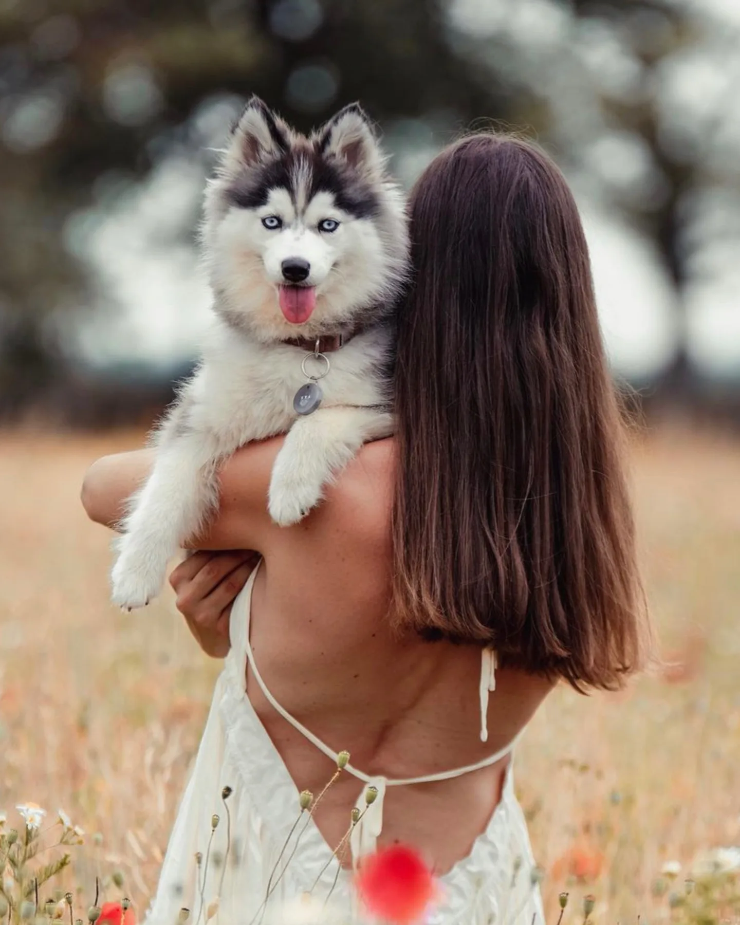 A woman holding a full grown Pomsky dog in her arms