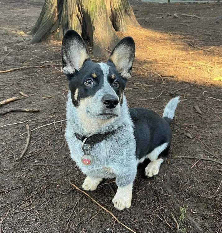 Cowboy corgi