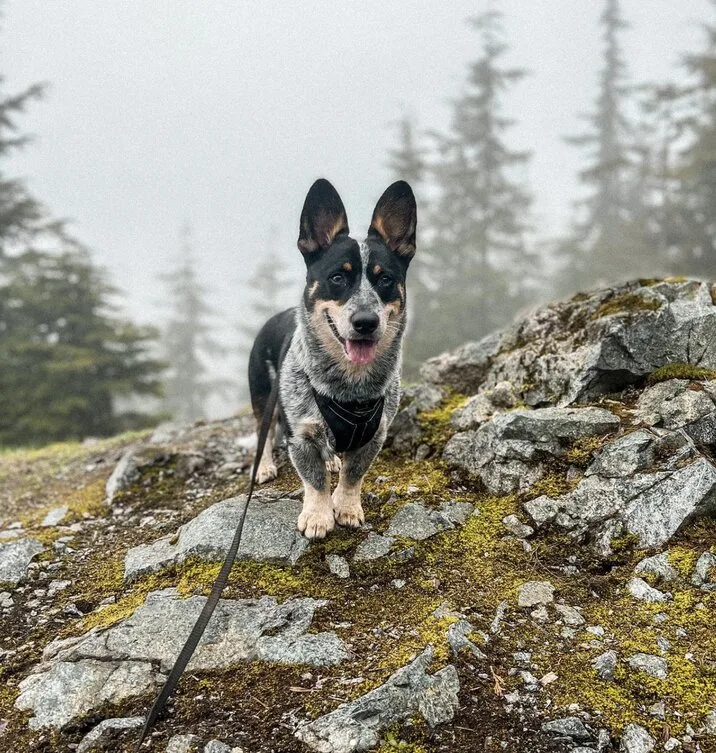 cowboy corgi 3