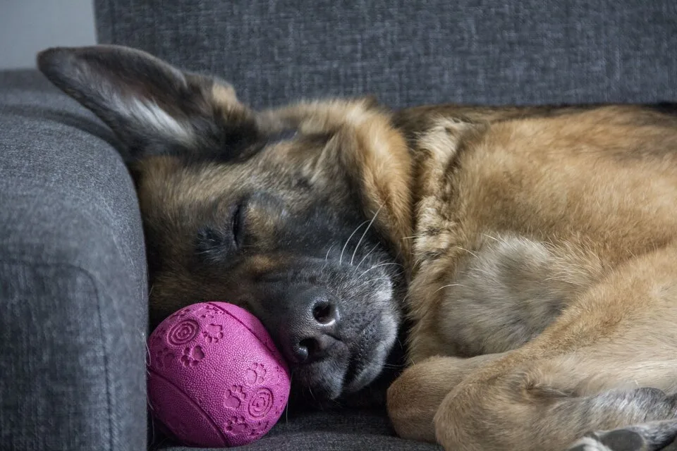 german_shepherd_sleeping_with_a_toy_ball