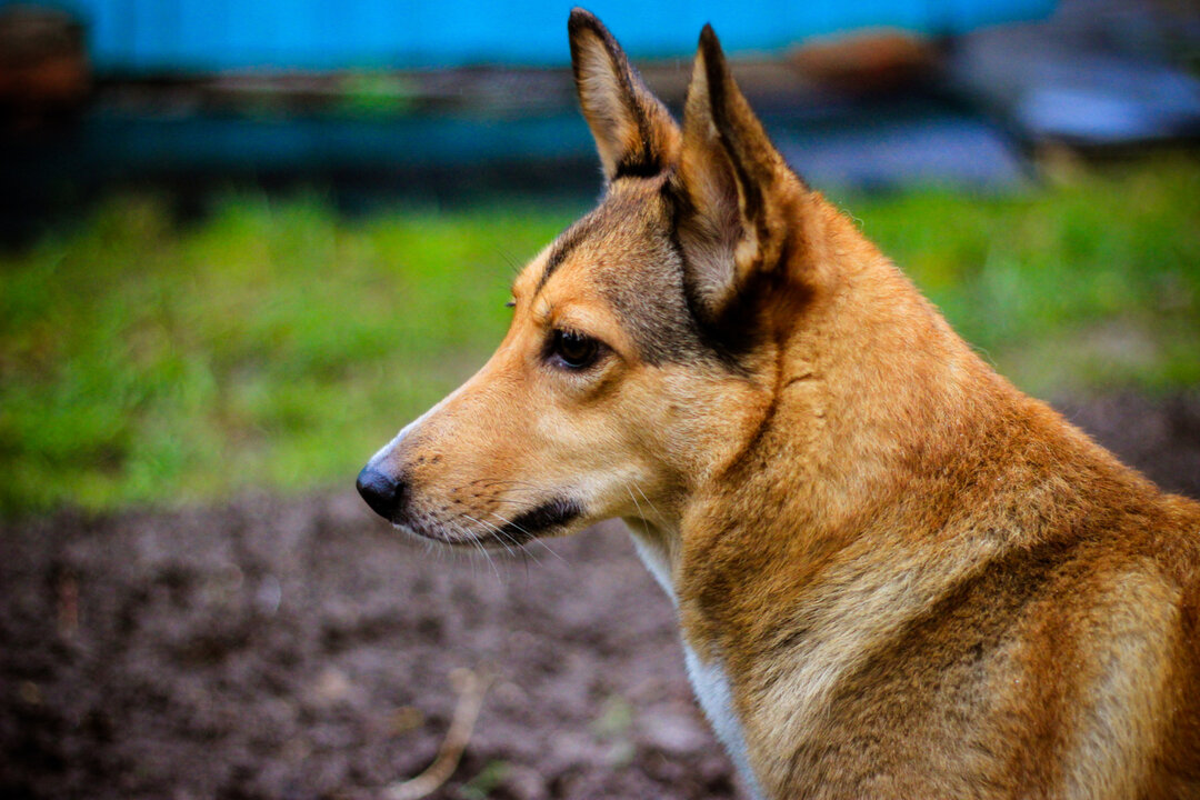 Carolina Dog: The American Dingo