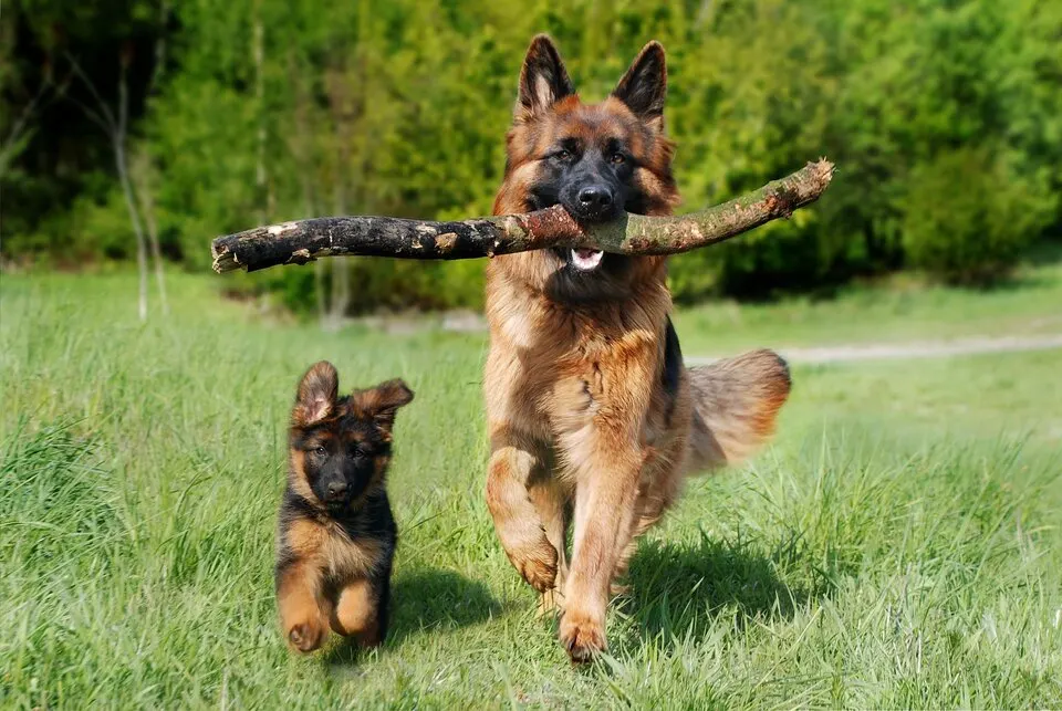7 Healthy Tips To Increase German Shepherd Life Expectancy