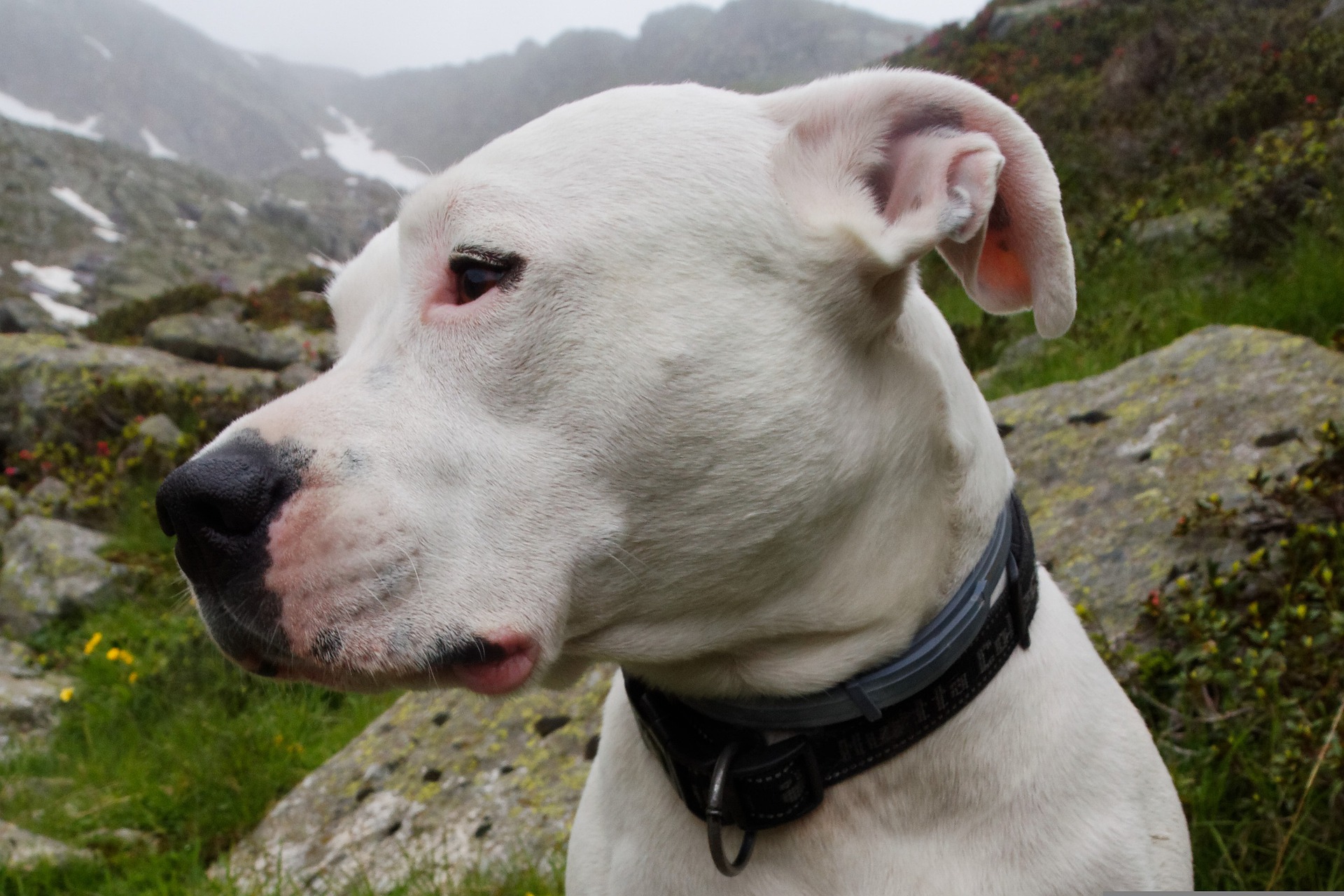Are Dogo Argentino Dogs Aggressive Or Dangerous?